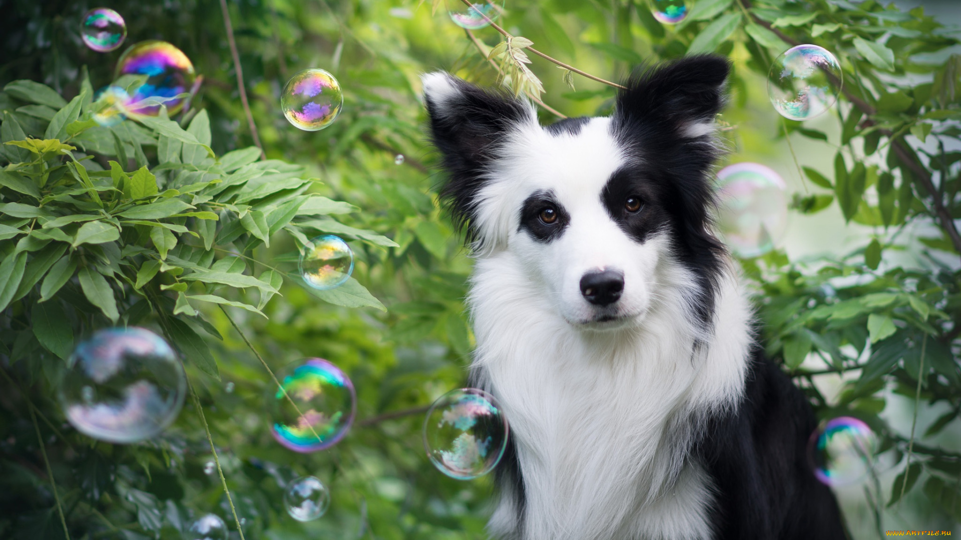 животные, собаки, пузыри, взгляд, друг, собака, бордер-колли
