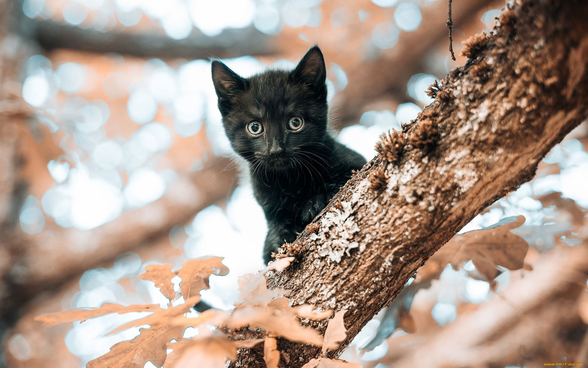 животные, коты, черный, маленький, мордочка, дерево, листья, котенок, взгляд, кошка