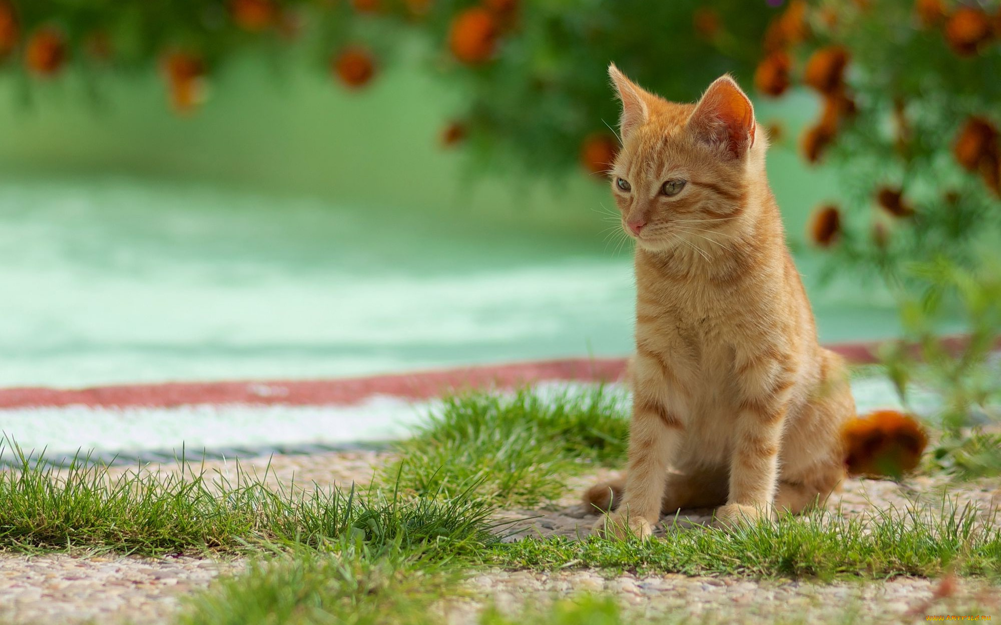 животные, коты, трава, сидит, лето, зелень, милый, рыжий, котенок, фон, кошка, цветы