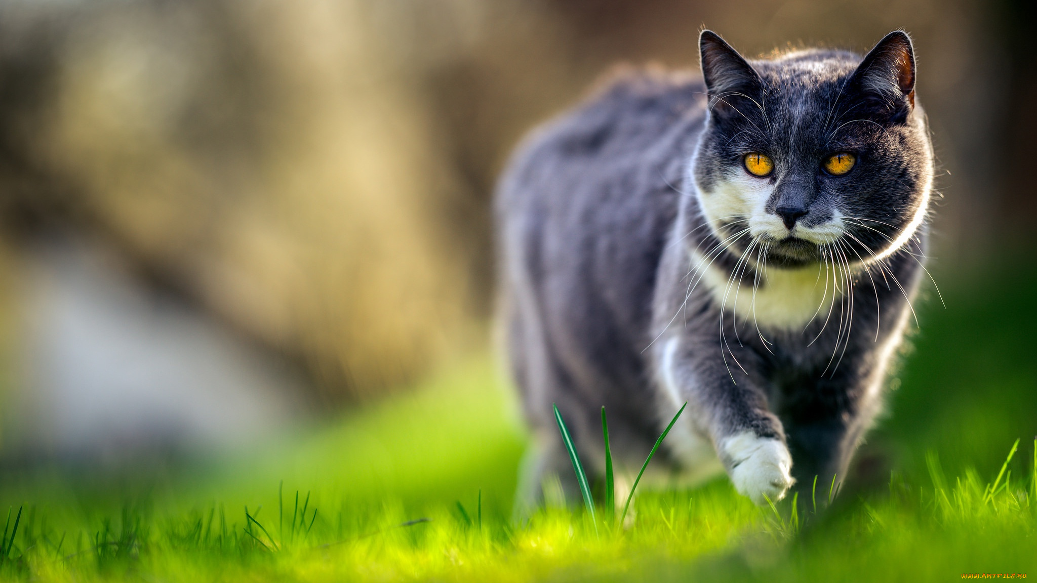 животные, коты, желтоглазый, прогулка, кот, морда, эффектный, весна, серый, трава, кошка, зелень