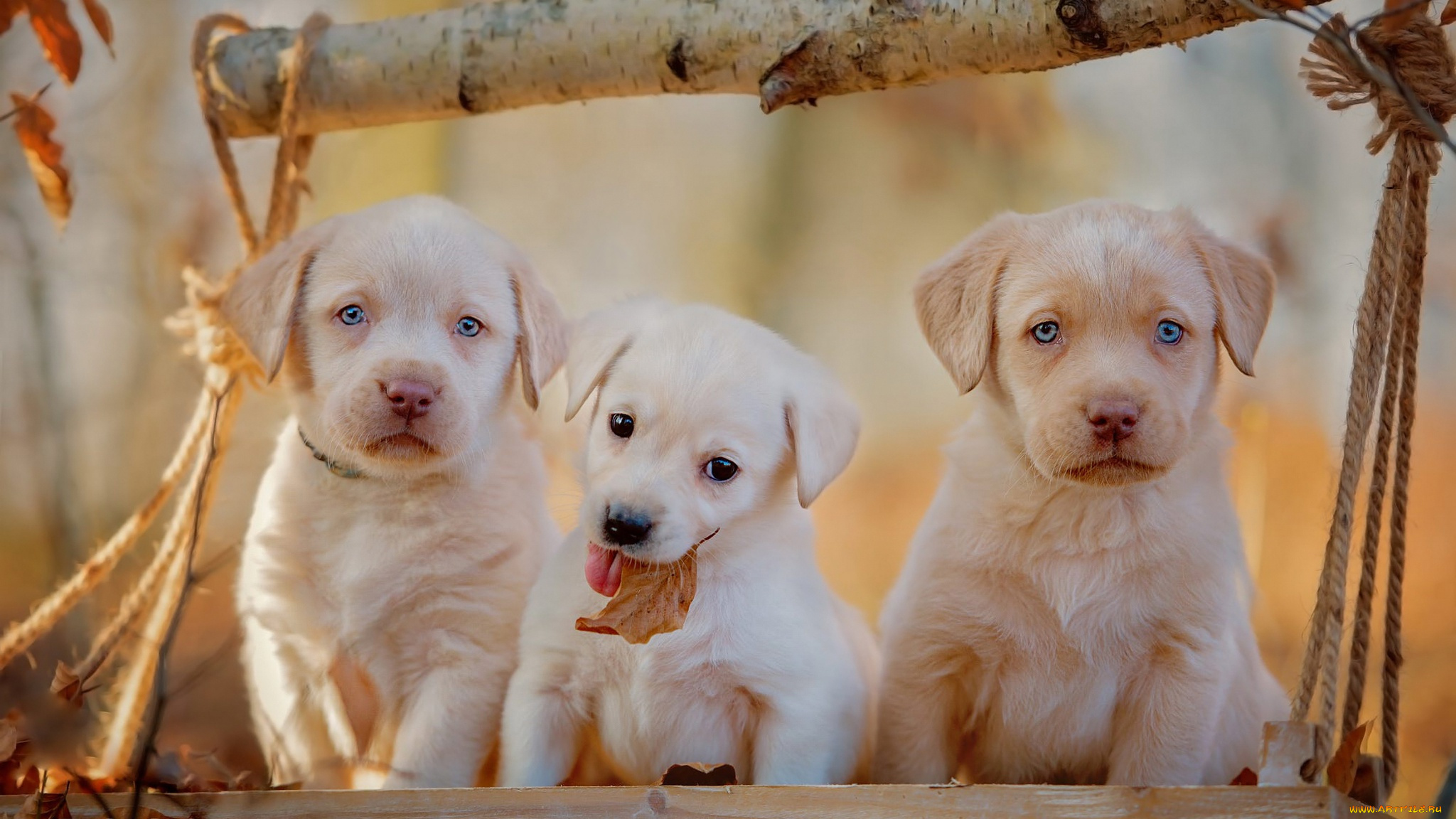 животные, собаки, сучок, собака, маленькие, щенок, милые, трое, белые, фон, осень, щенки