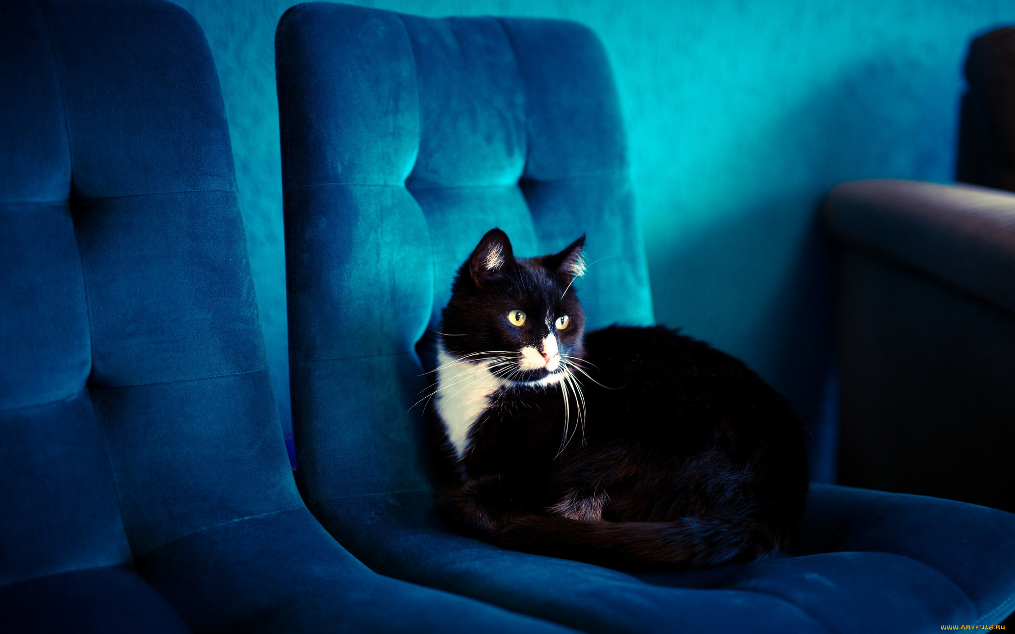 животные, коты, кот, синий, кресло, помещение, черный, голубой, обивка, фон, лежит, кошка, взгляд, комната