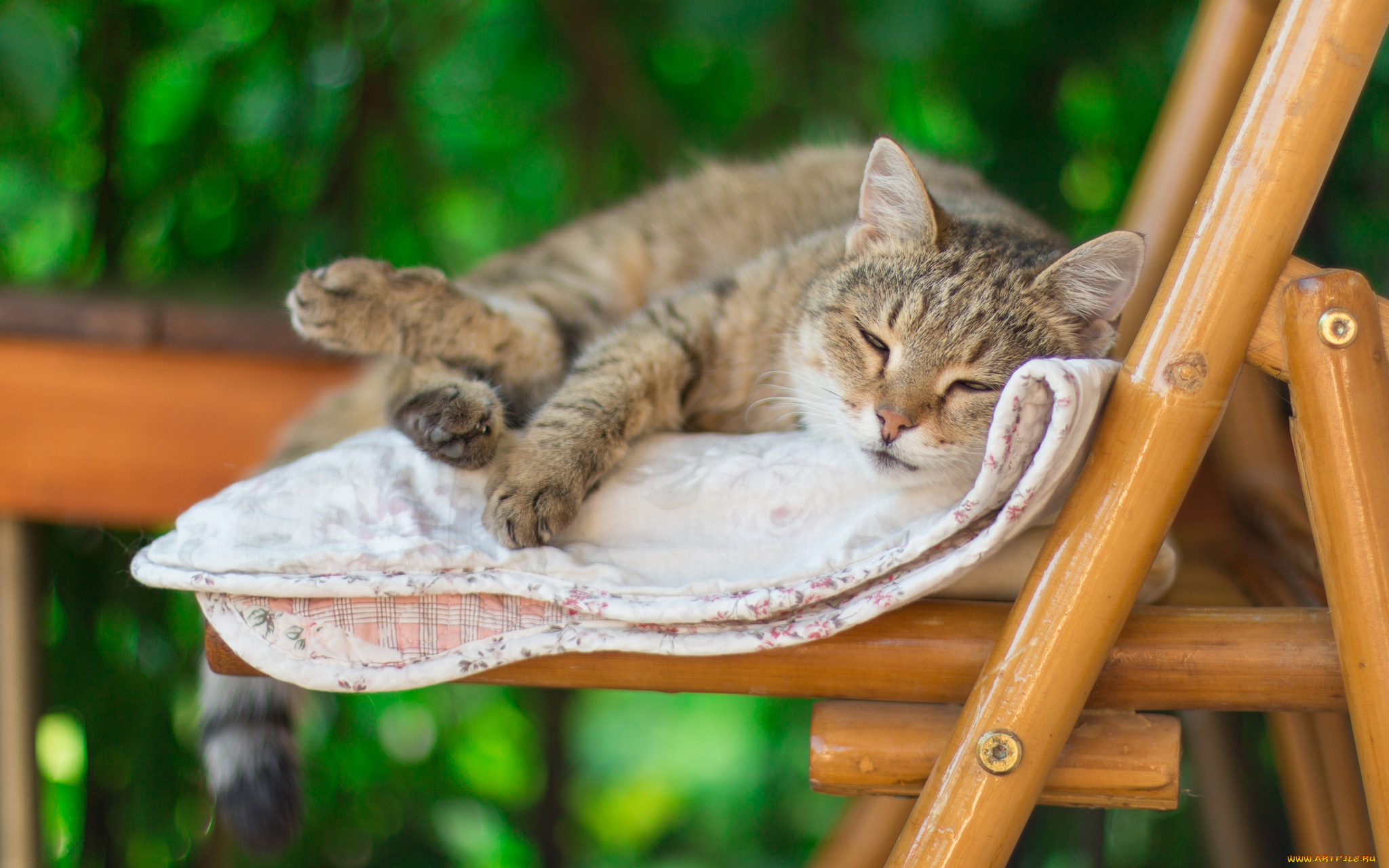 животные, коты, кот, стул, лето, одеяло, спит, настроение, боке, размыто, полосатый, леджит, лень, фон, серый, зеленый, кошка