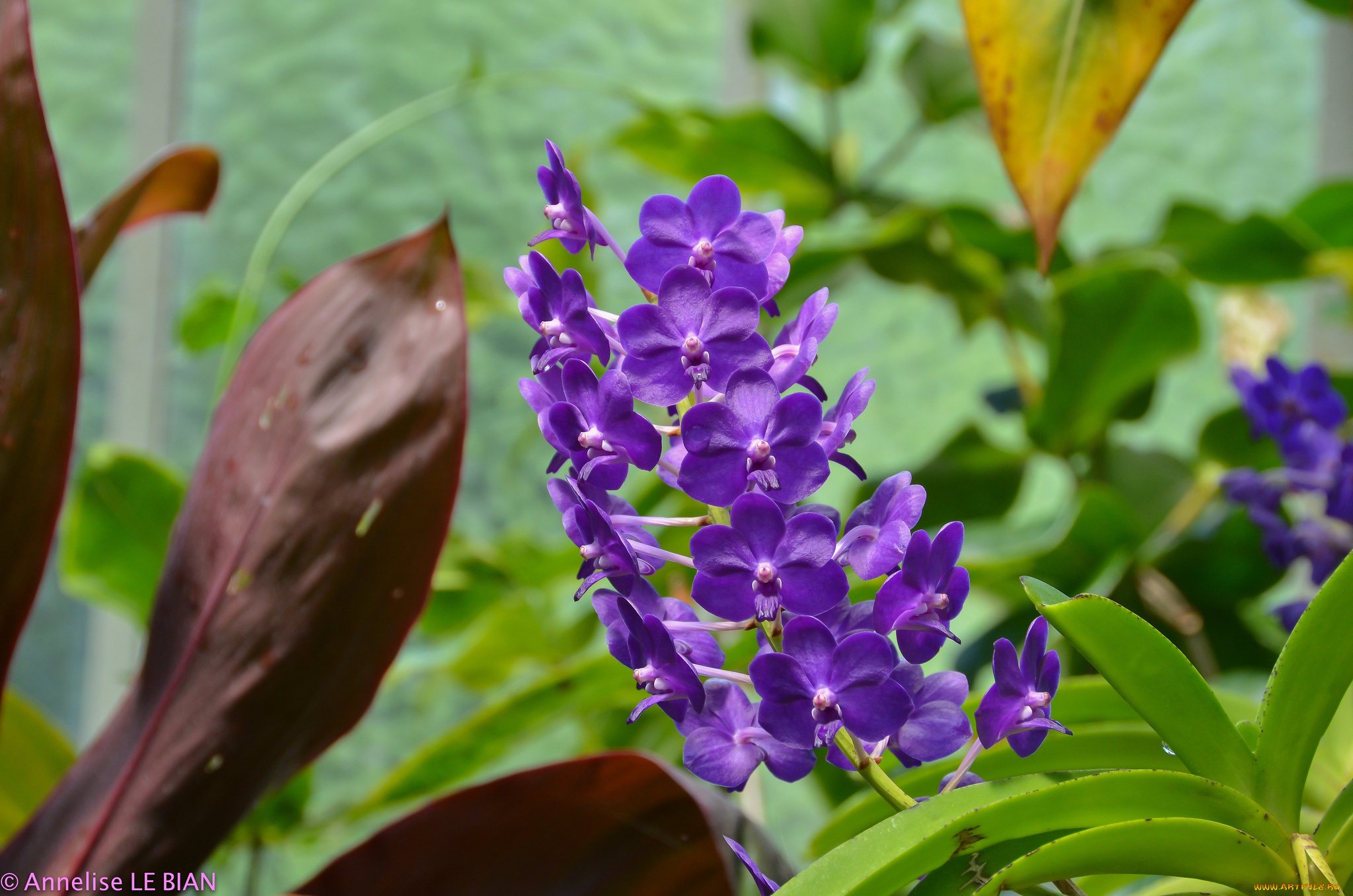 цветы, орхидеи, flowers, flowering, orchids, цветение