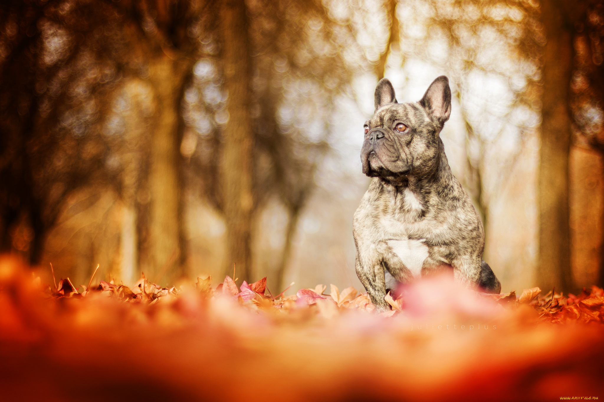 животные, собаки, дог, сабака, листья, осень, прогулка