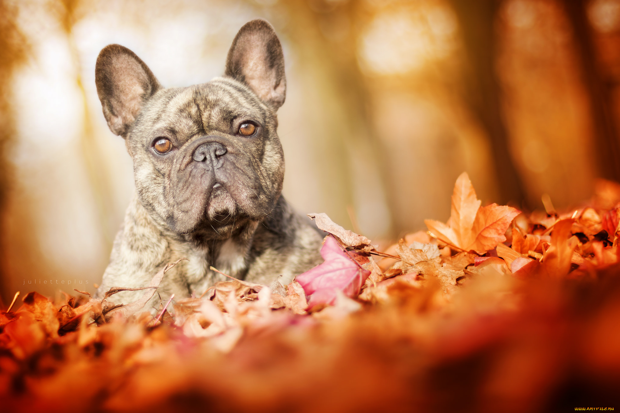 животные, собаки, дог, сабака, прогулка, листья, осень