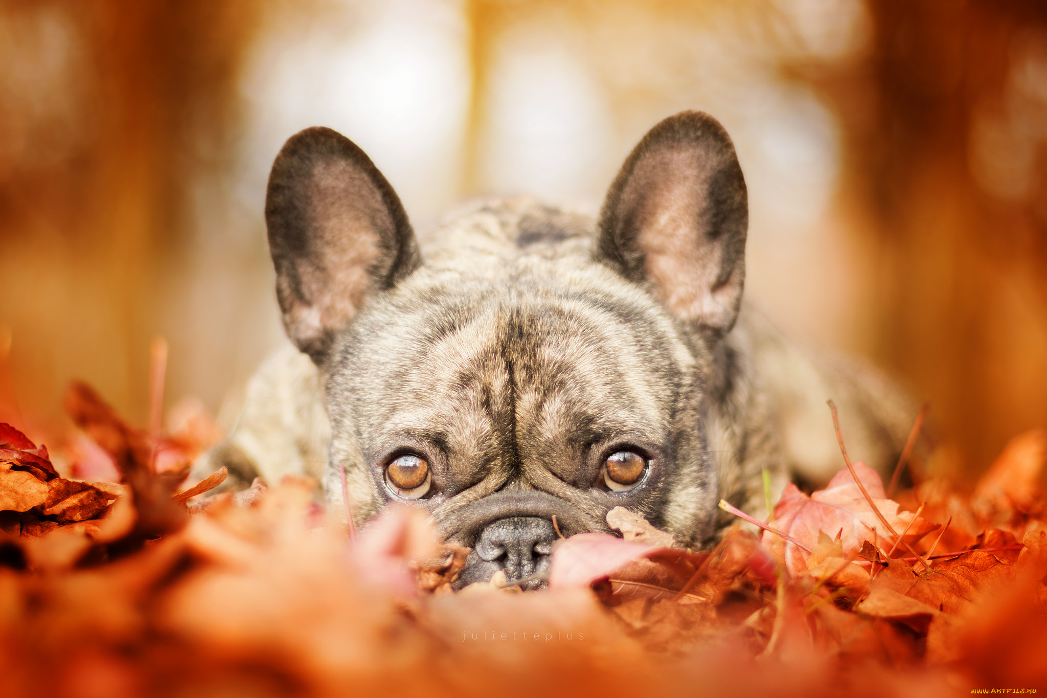 животные, собаки, прогулка, дог, осень, собака, листья