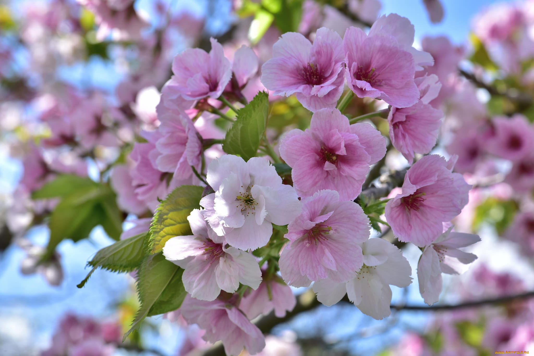 цветы, сакура, , вишня, дерево, розовый, весна