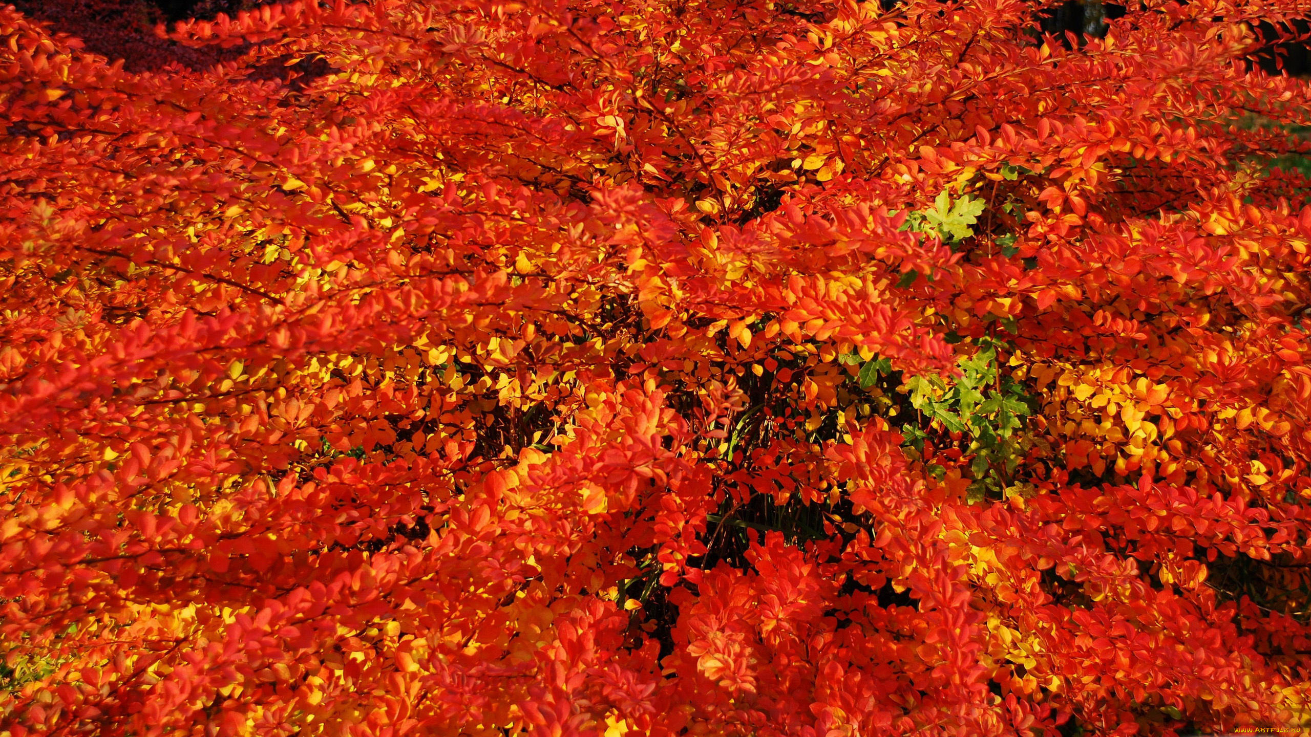 природа, листья, осень, багрянец