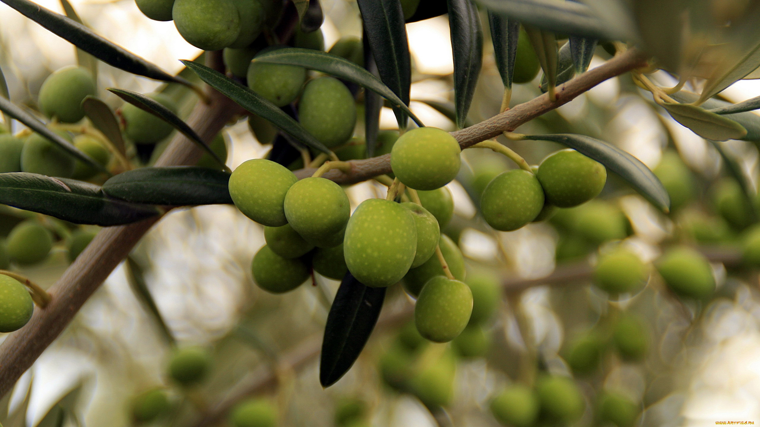 природа, плоды, оливки