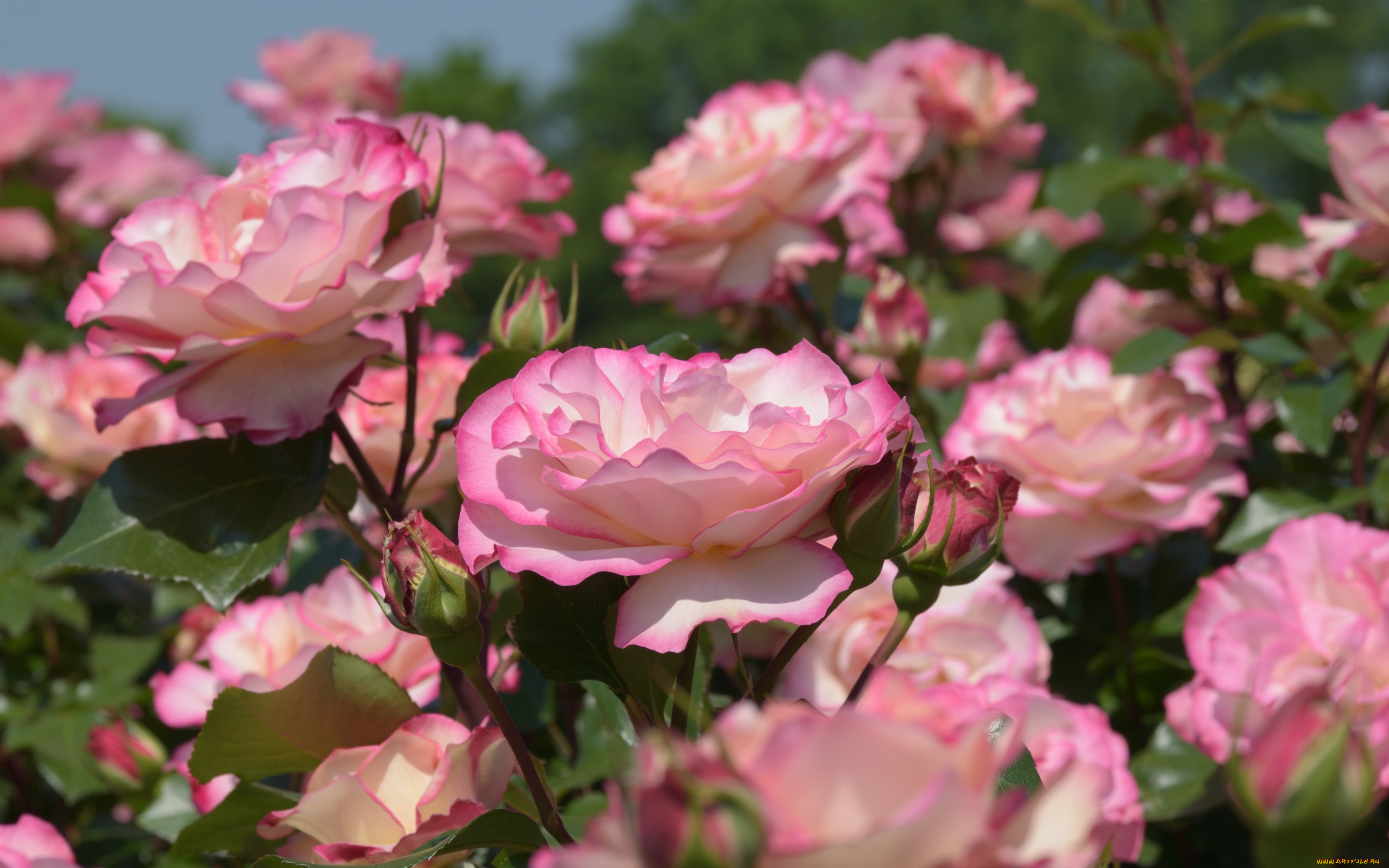 цветы, розы, бутоны, розовый, куст