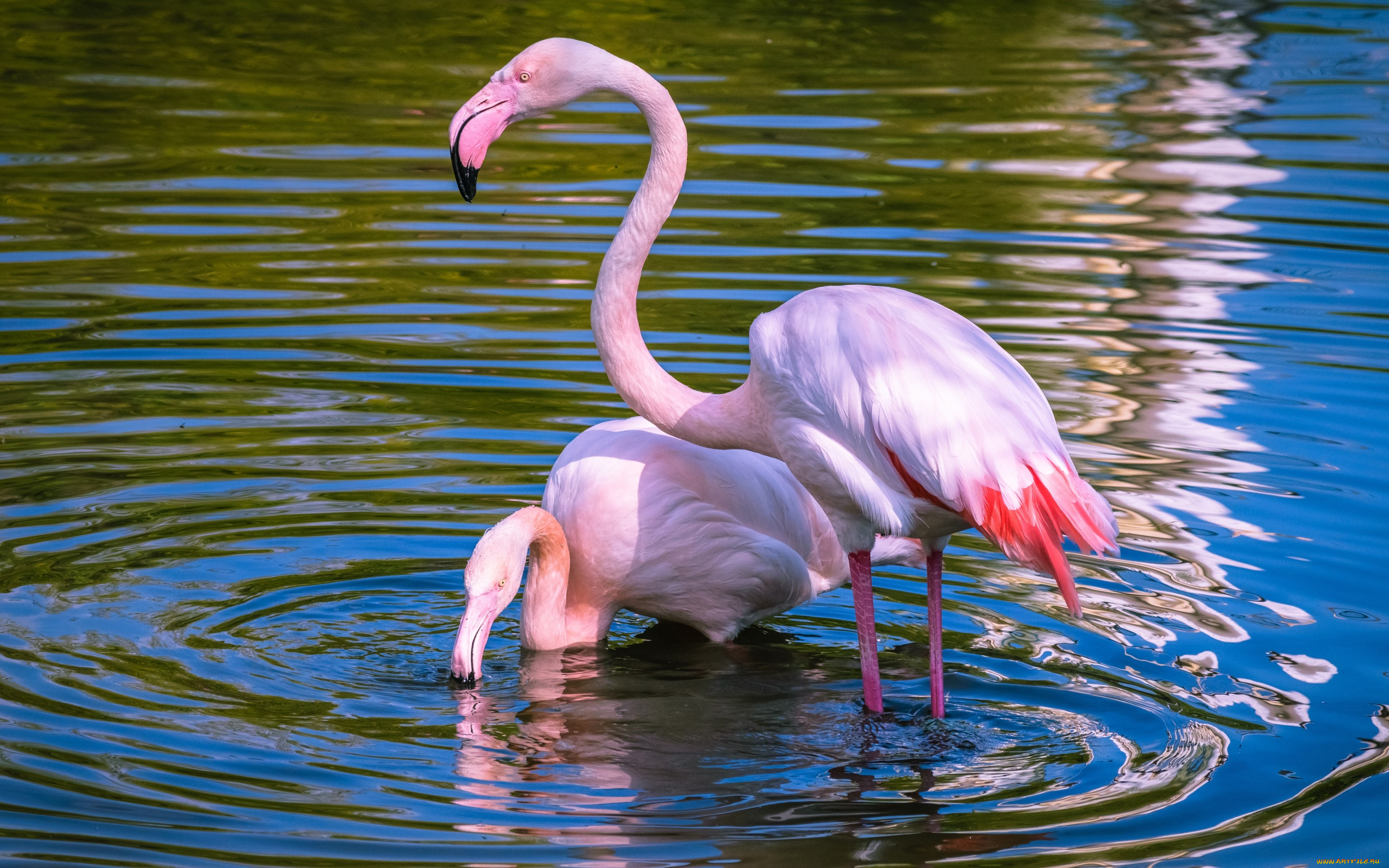 животные, фламинго, пруд, рябь, круги, по, воде, озеро, водоем, пара, природа, свет, красивые, розовый, вода, птицы, две, голубой, фон, спокойствие