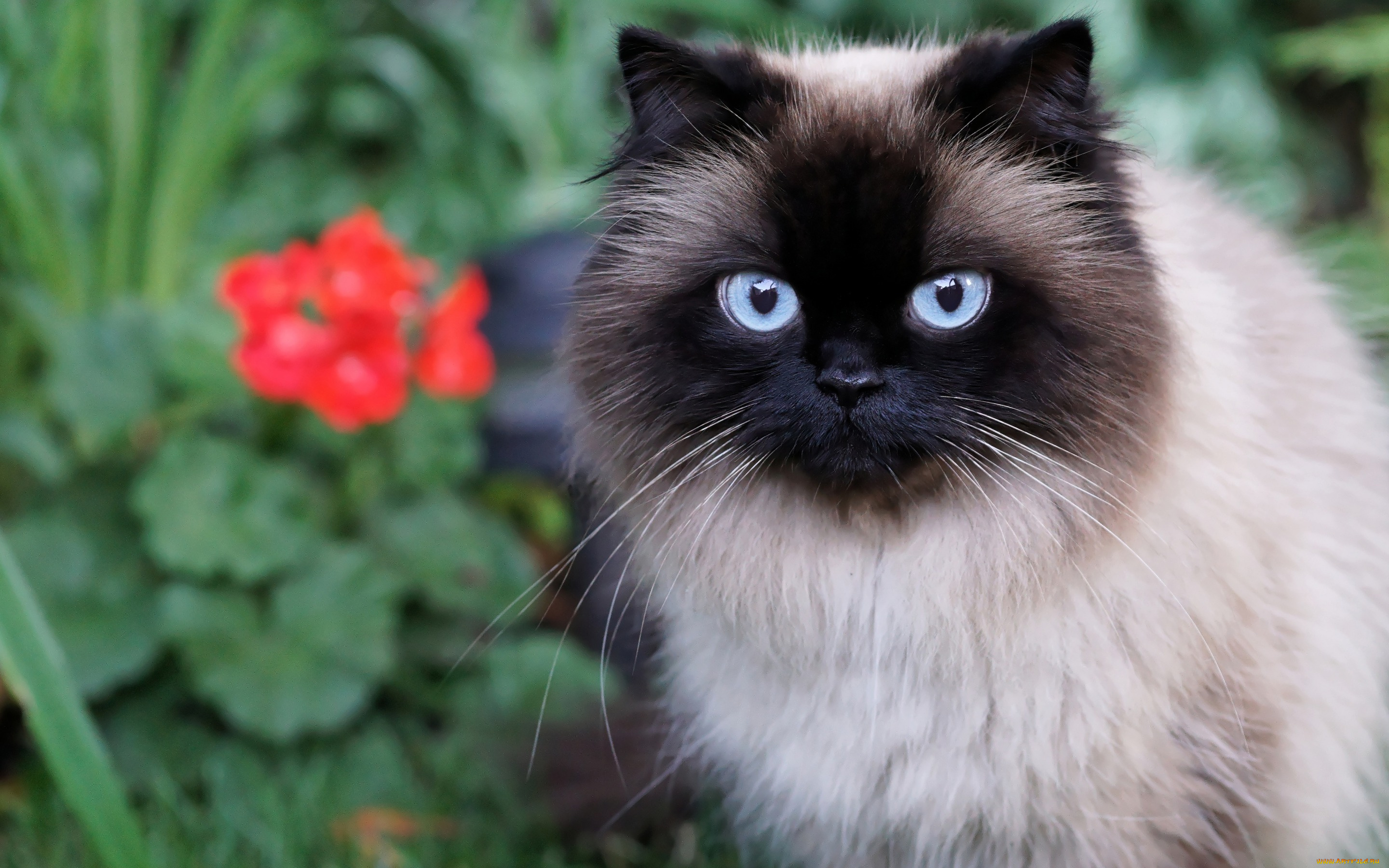 животные, коты, кот, глаза, пушистая, лето, голубые, мордочка, красотка, сад, огромные, сиамская, цветы, кошка, портрет