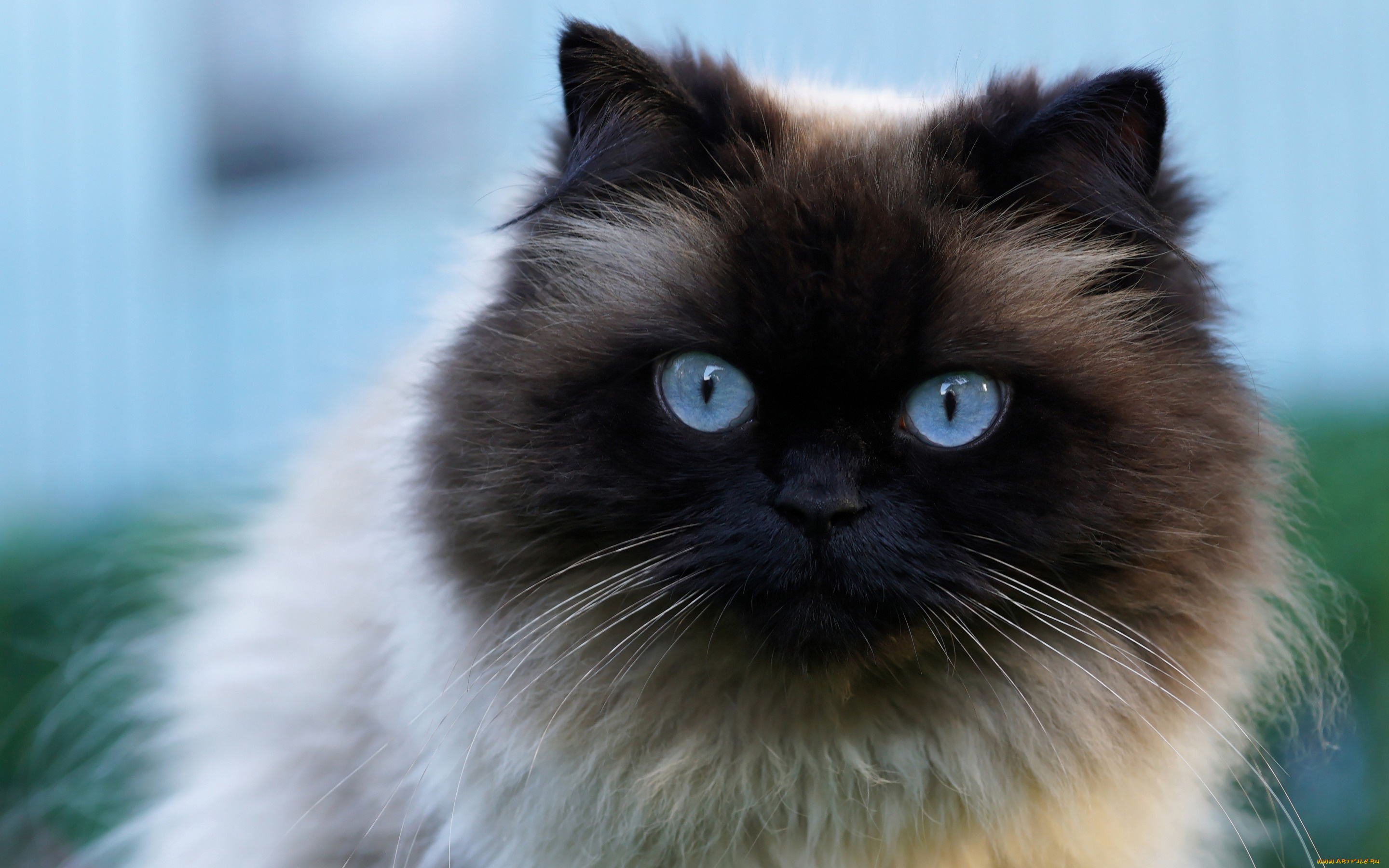 животные, коты, кот, пушистая, красавица, крупный, план, мордочка, большие, голубой, фон, голубые, глаза, сиамская, кошка, портрет