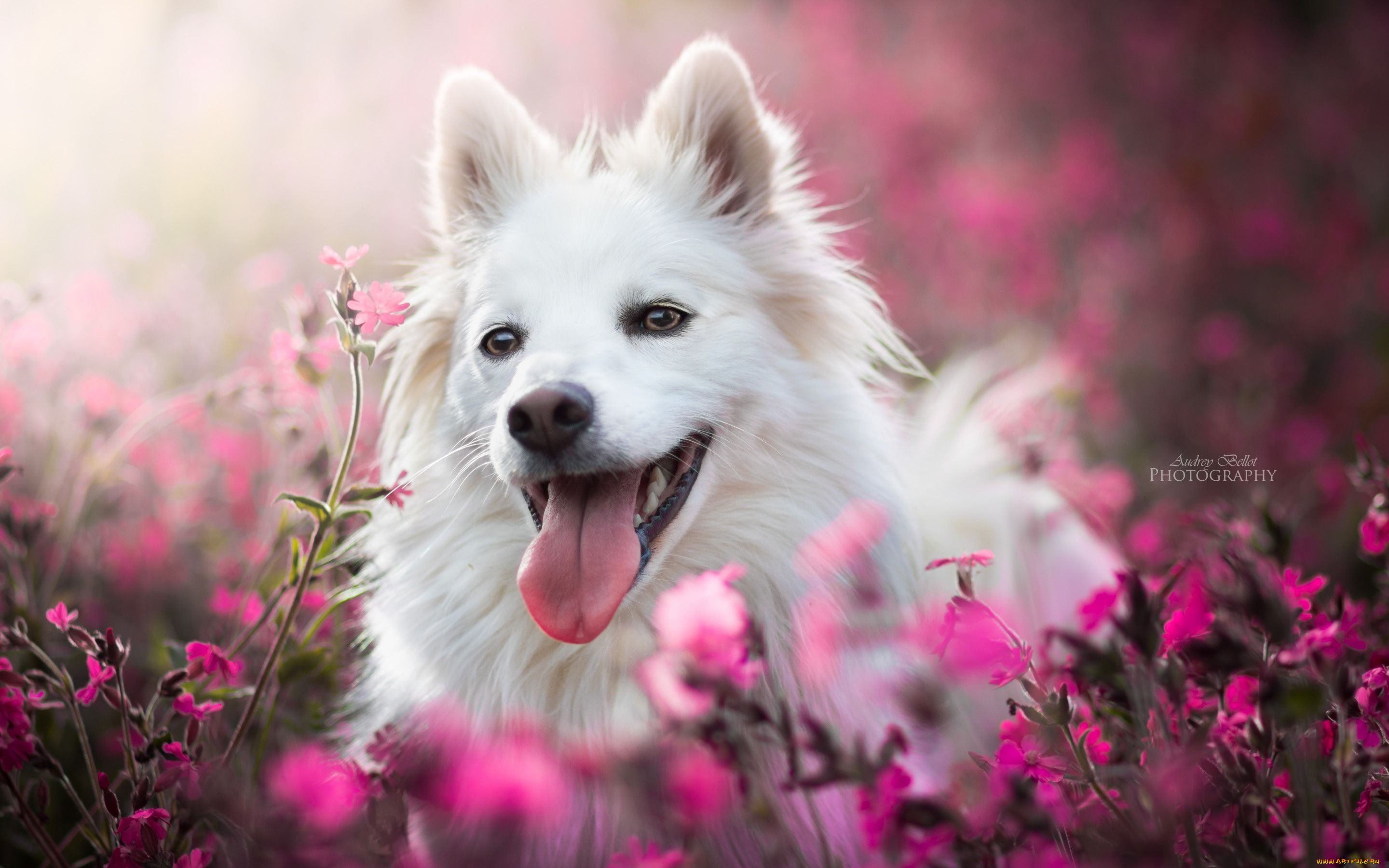 животные, собаки, цветы, собака, боке, радость, морда, язык