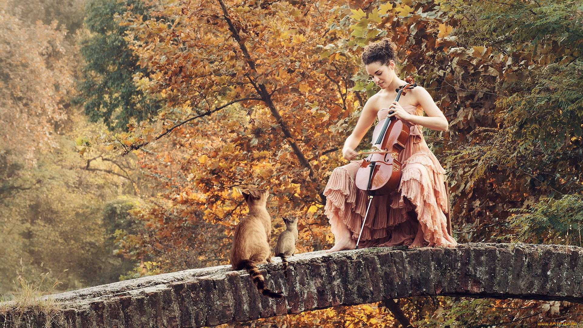 музыка, -другое, природа, мост, инструмент, девушка, кошка
