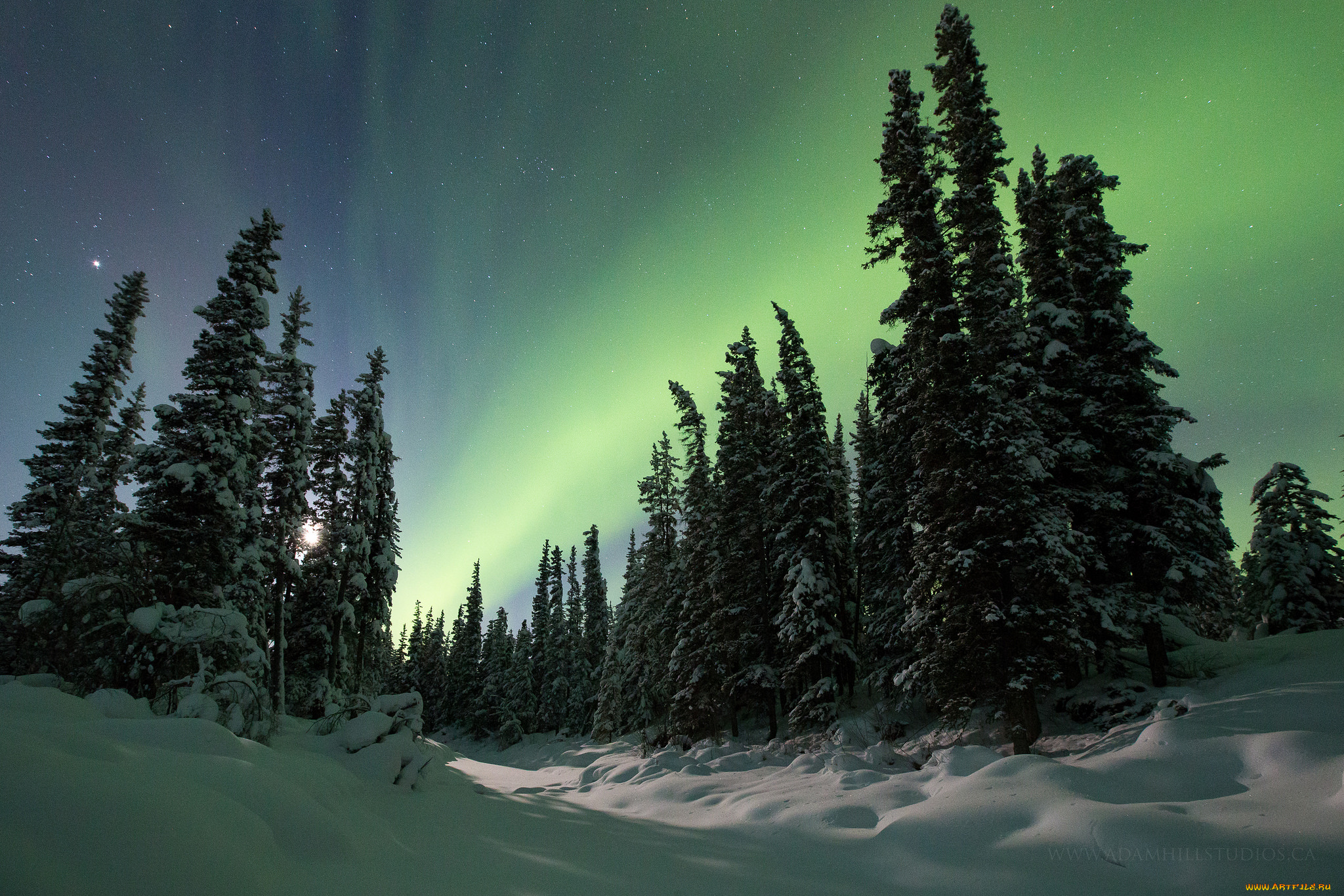 Красота ели. Зимой в лесу. Зимний лес Северное сияние. Зимний лес ночью. «Ночь в лесу».