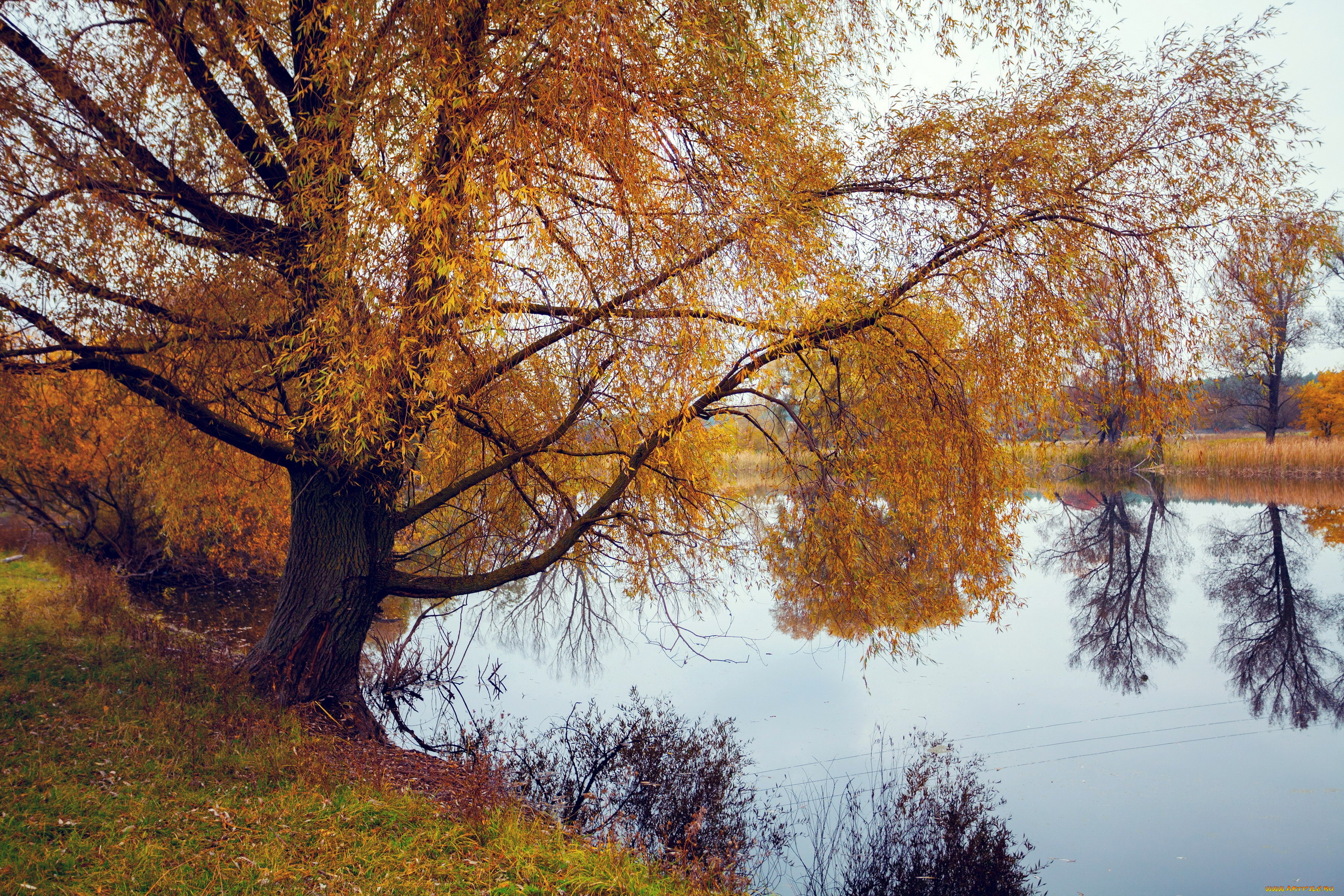 природа, реки, озера, отражение, вода, осень