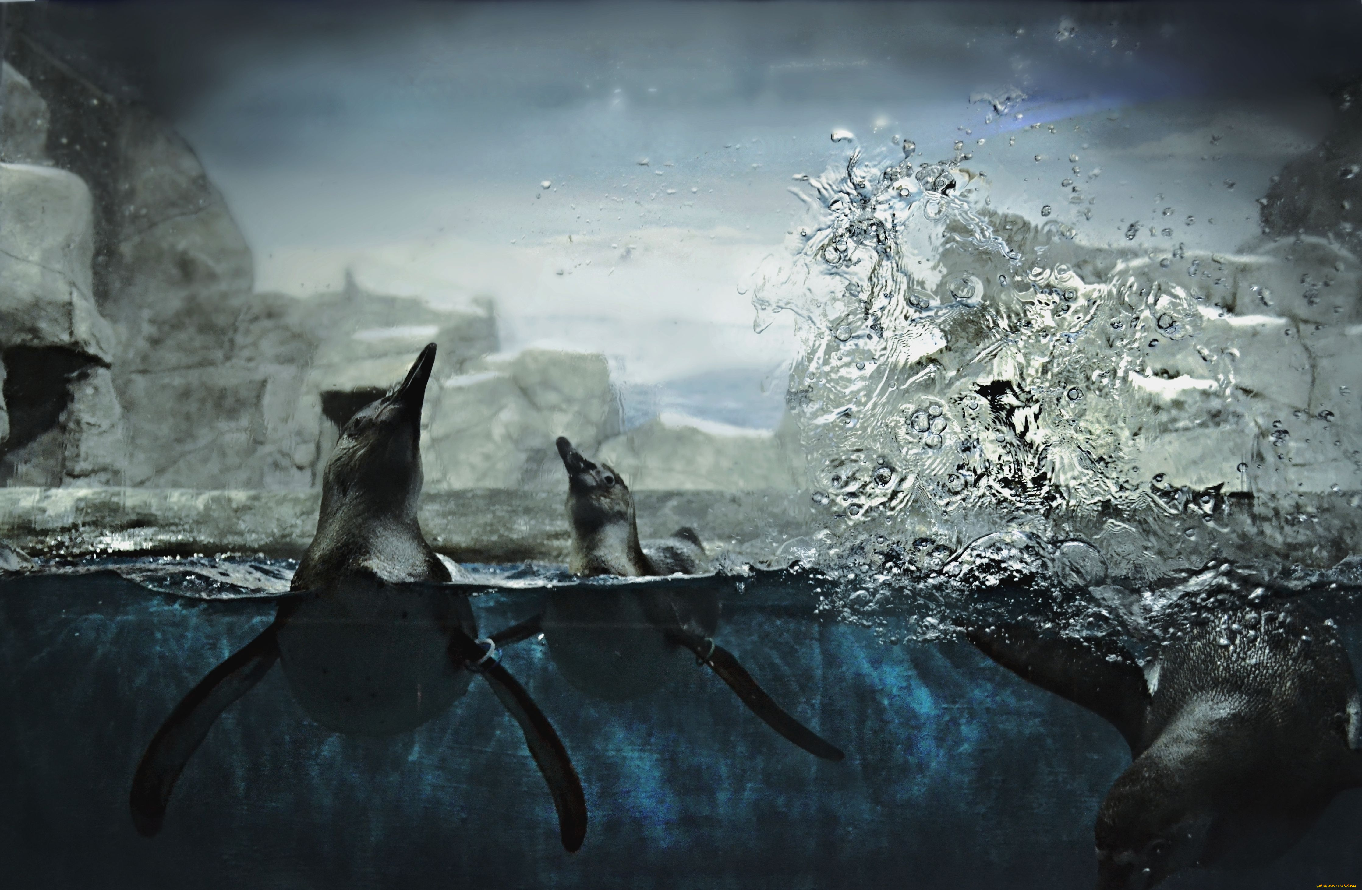 Пингвин в воде загрузить
