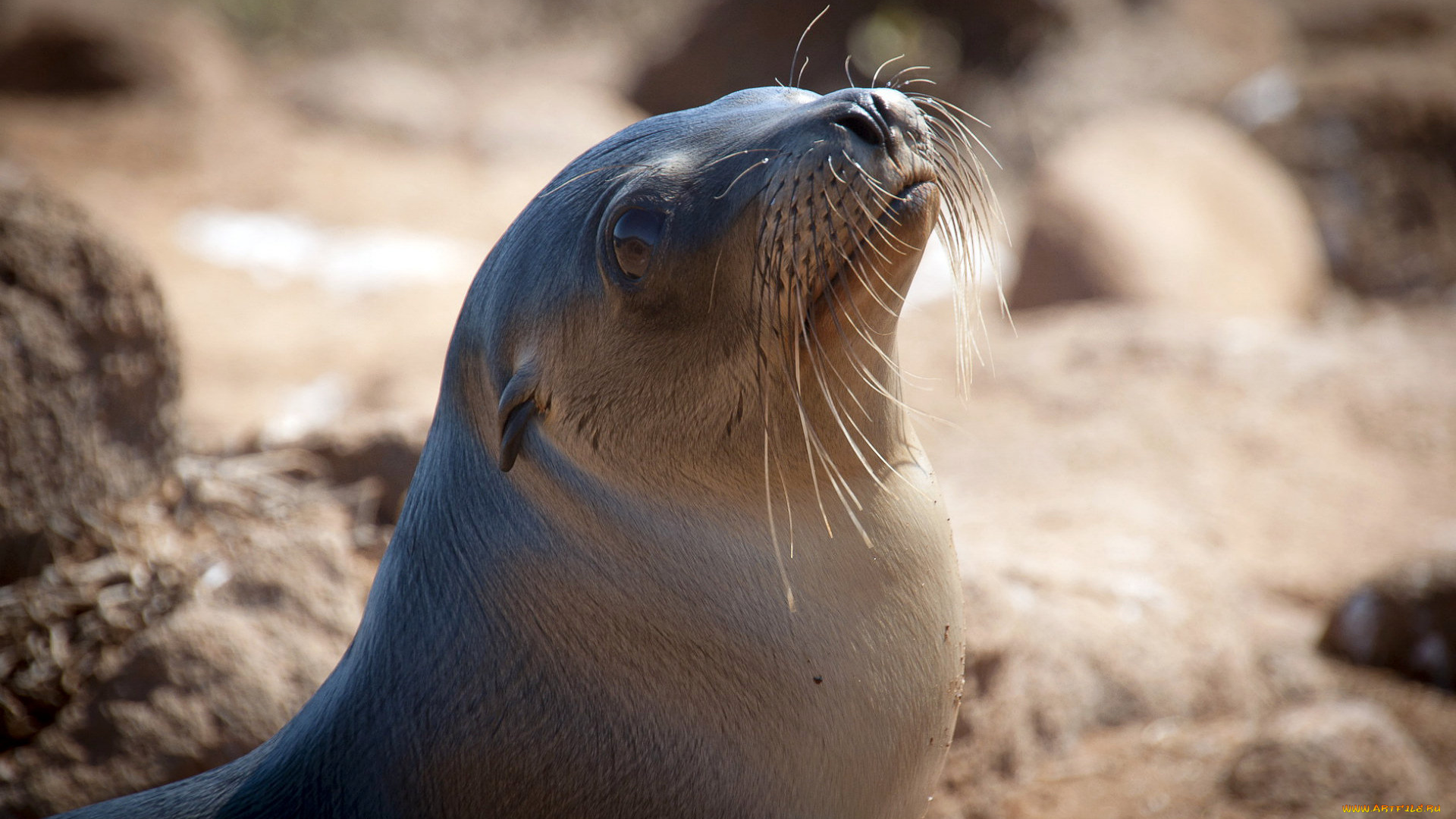 seal, животные, тюлени, морские, львы, котики, морской, глаза, котик, морда