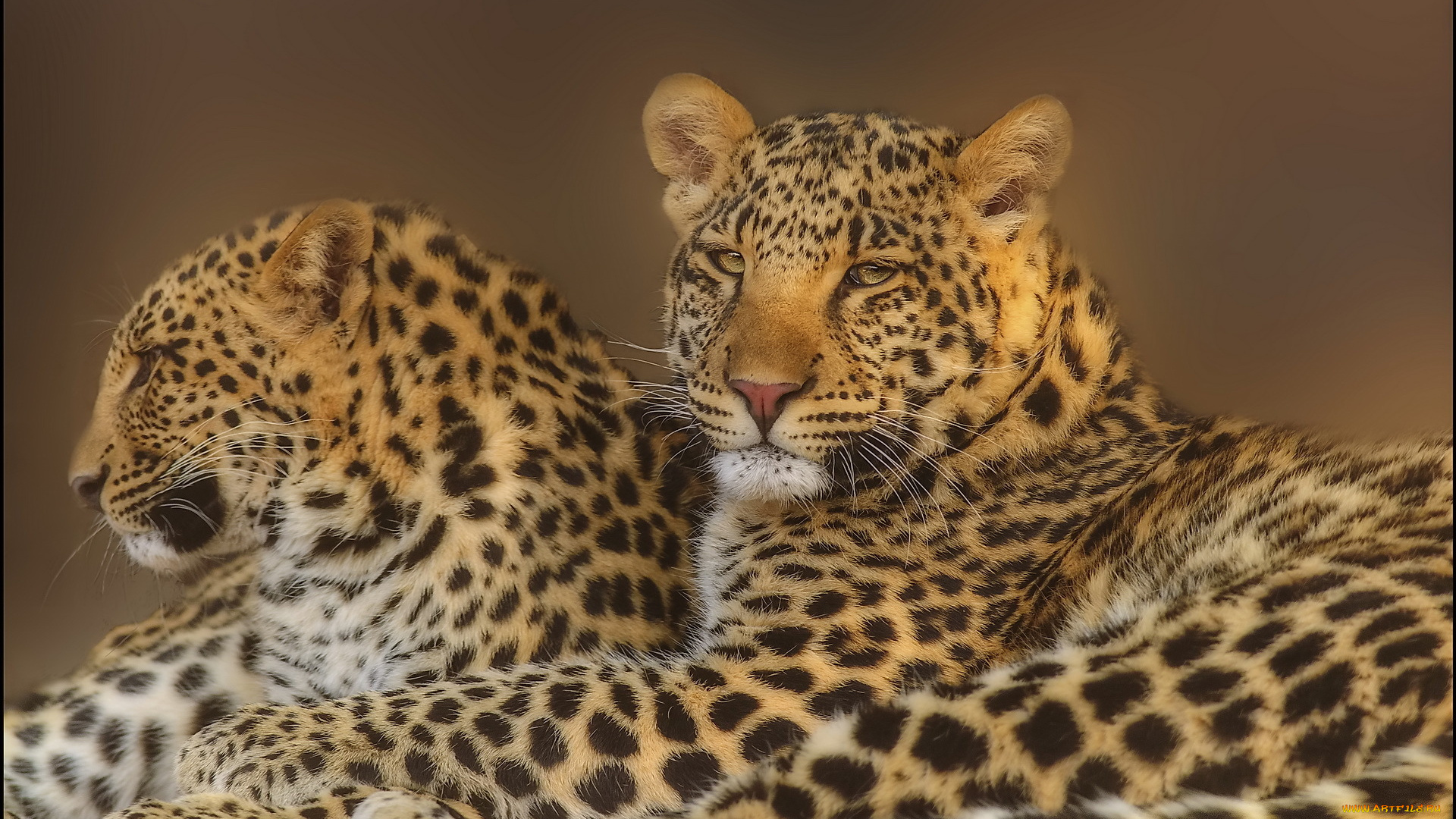 животные, леопарды, leopard, пара, семья, хищники, леопард