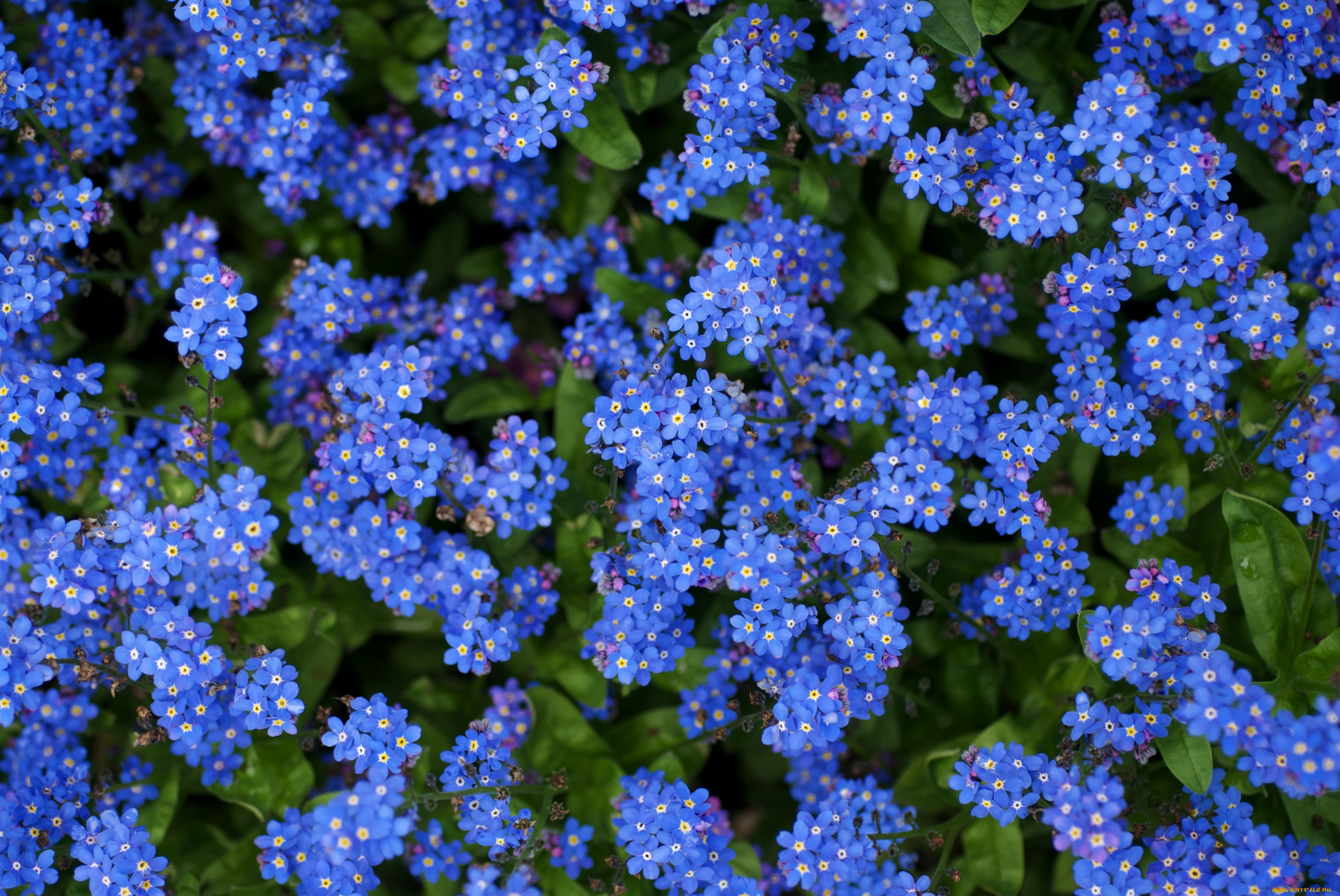Синие цветы незабудки бесплатно