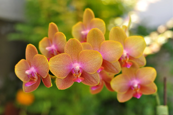 Картинка цветы орхидеи желтый ветка