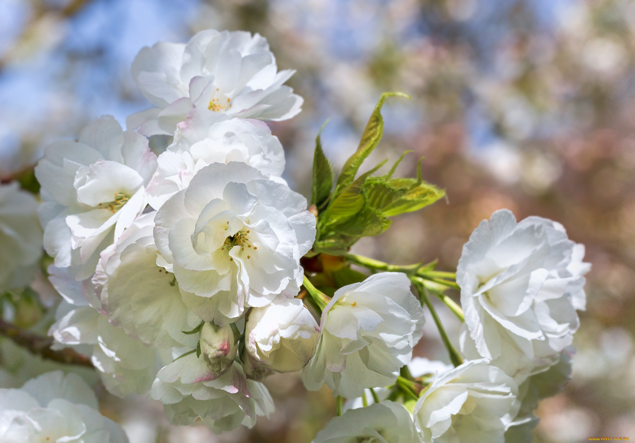 цветы, цветущие, деревья, , , кустарники, яблони, flowers, branch, leaves, apple, ветка, листья