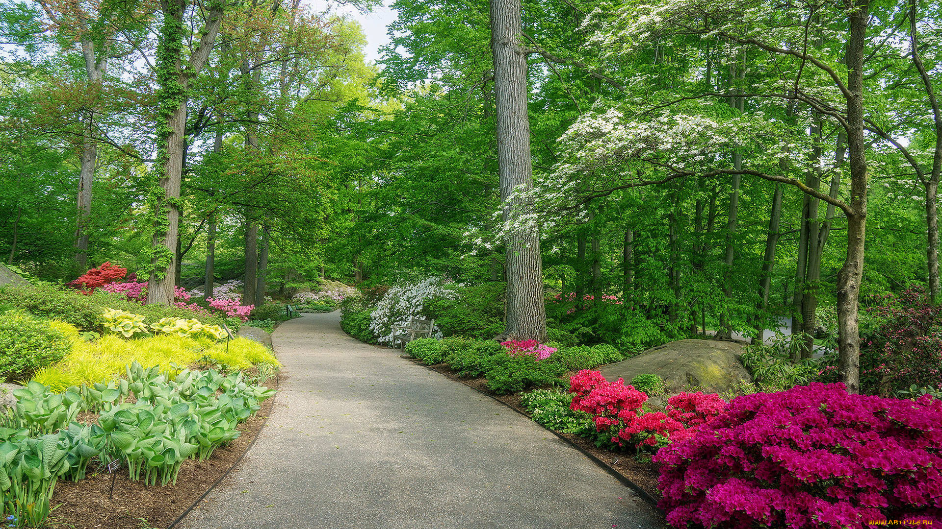 природа, парк, аллея, цветы, весна