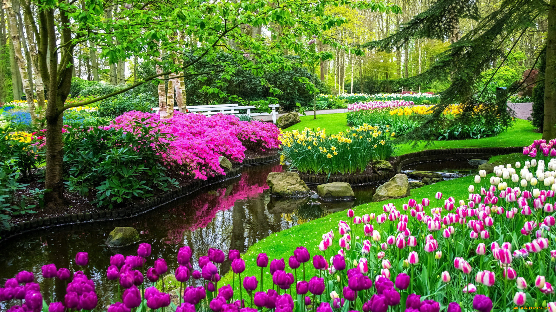 природа, парк, водоем, тюльпаны, весна