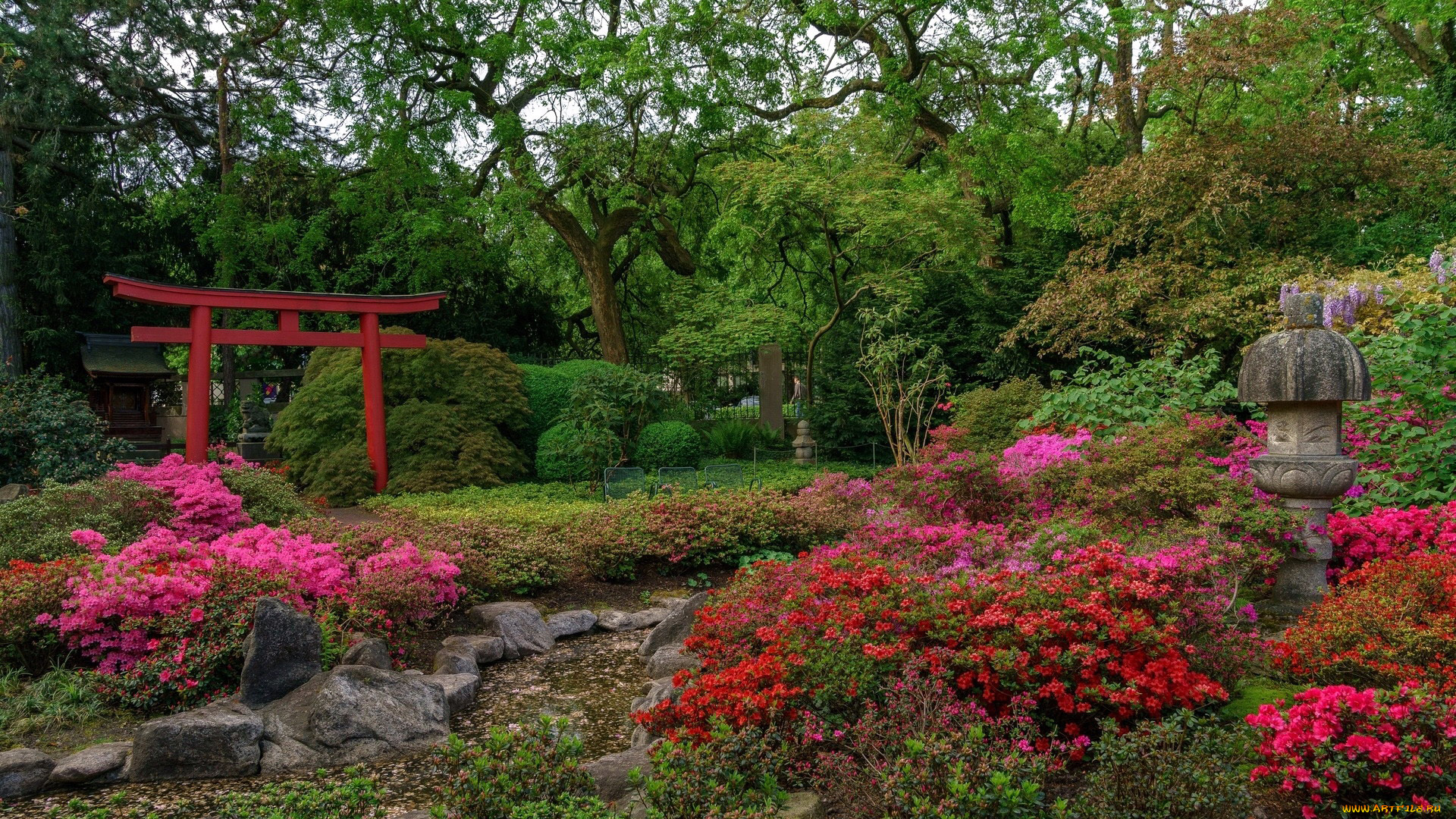 природа, парк, японский, садик
