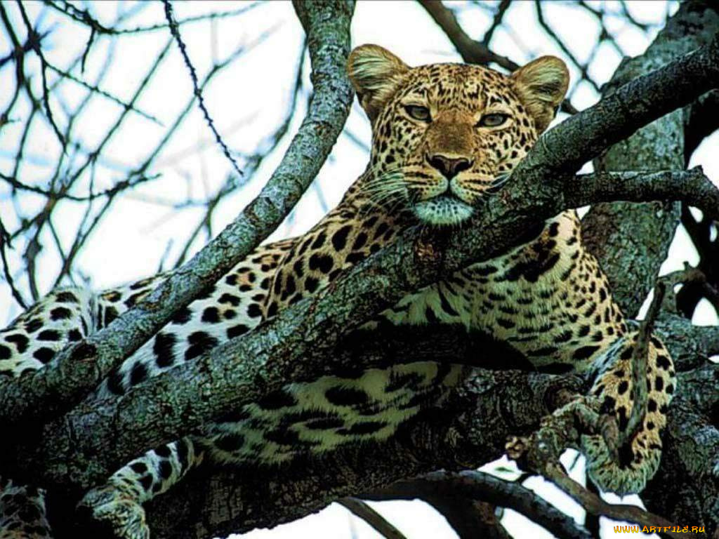 животные, леопарды, на, дереве, отдых, довольный, морда