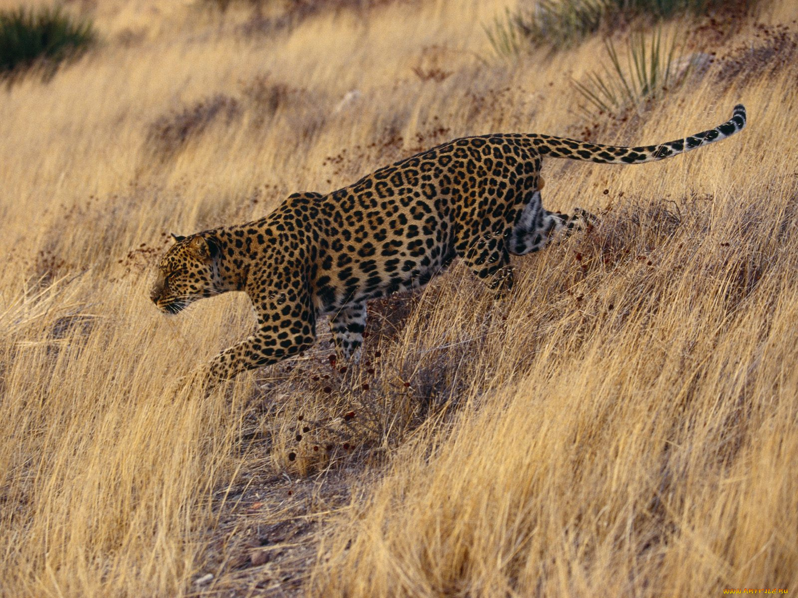 careful, approach, животные, леопарды, охота, леопард, трава, крадется