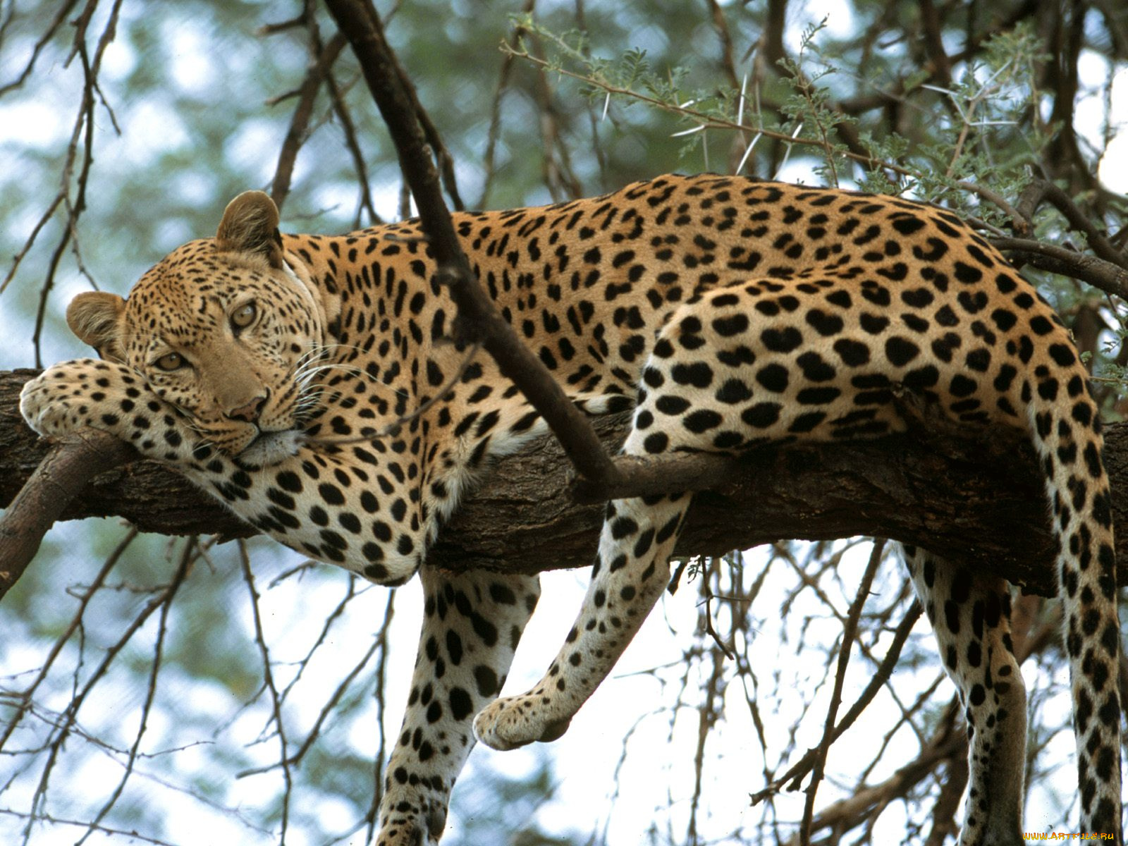 cat, nap, leopard, africa, животные, леопарды, леопард, лежит, смотрит, дерево