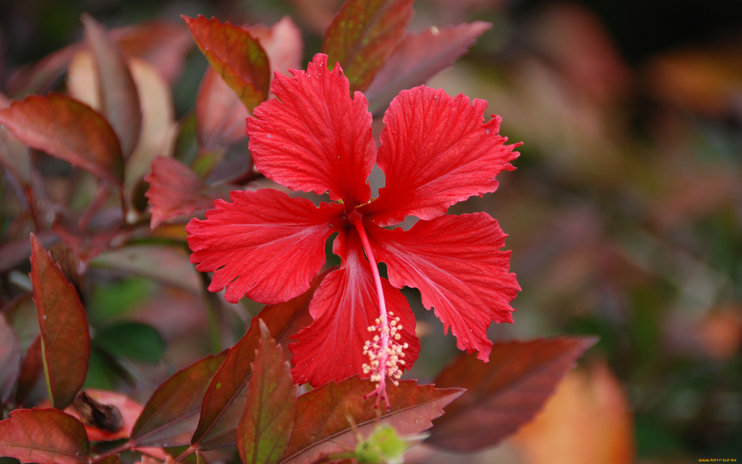 Гибискус цветы красные листья