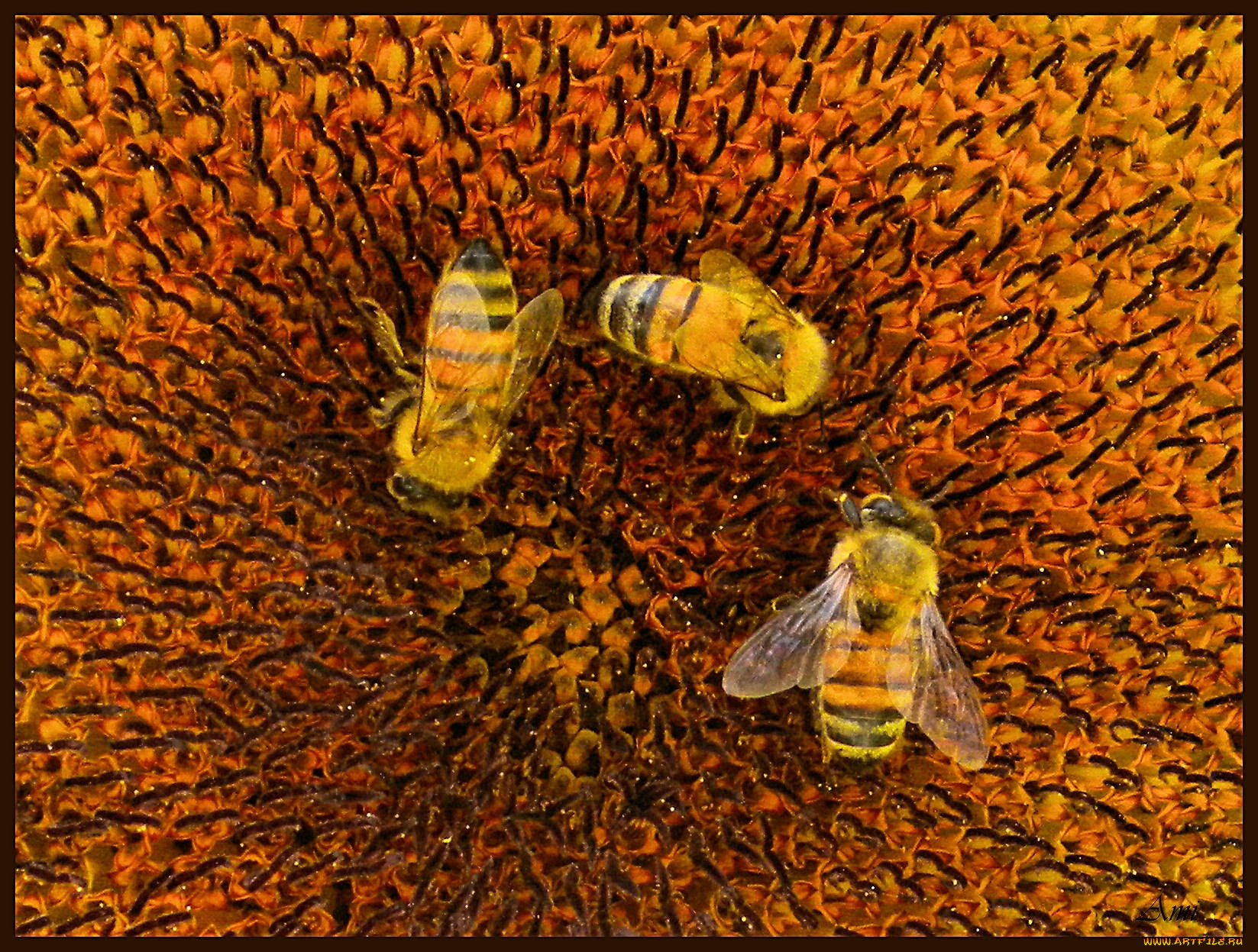 животные, пчелы, осы, шмели, подсолнух, пчёлы