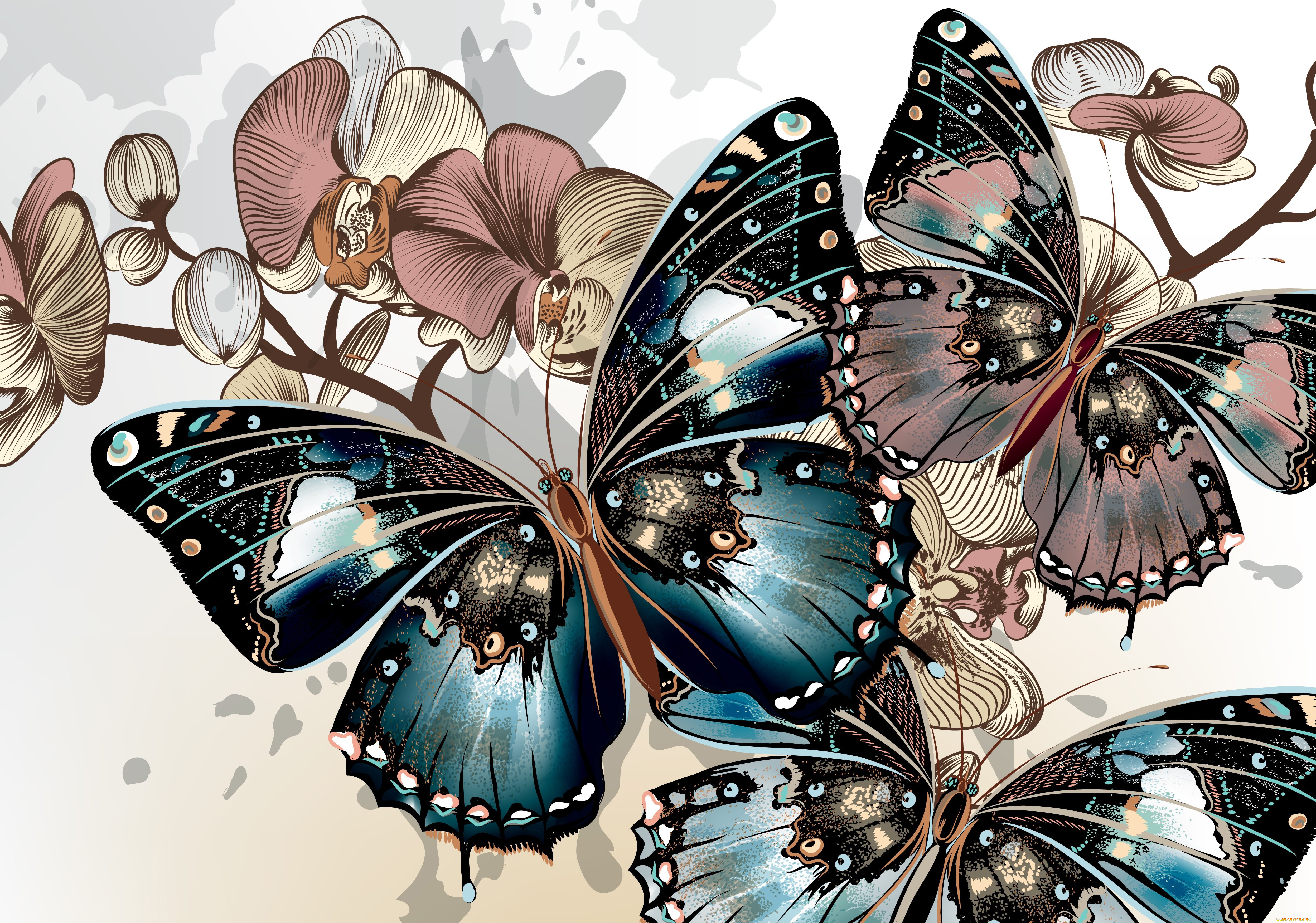 Изображение. Бабочки. Бабочка рисунок. Фотообои бабочки. Бабочка арт.