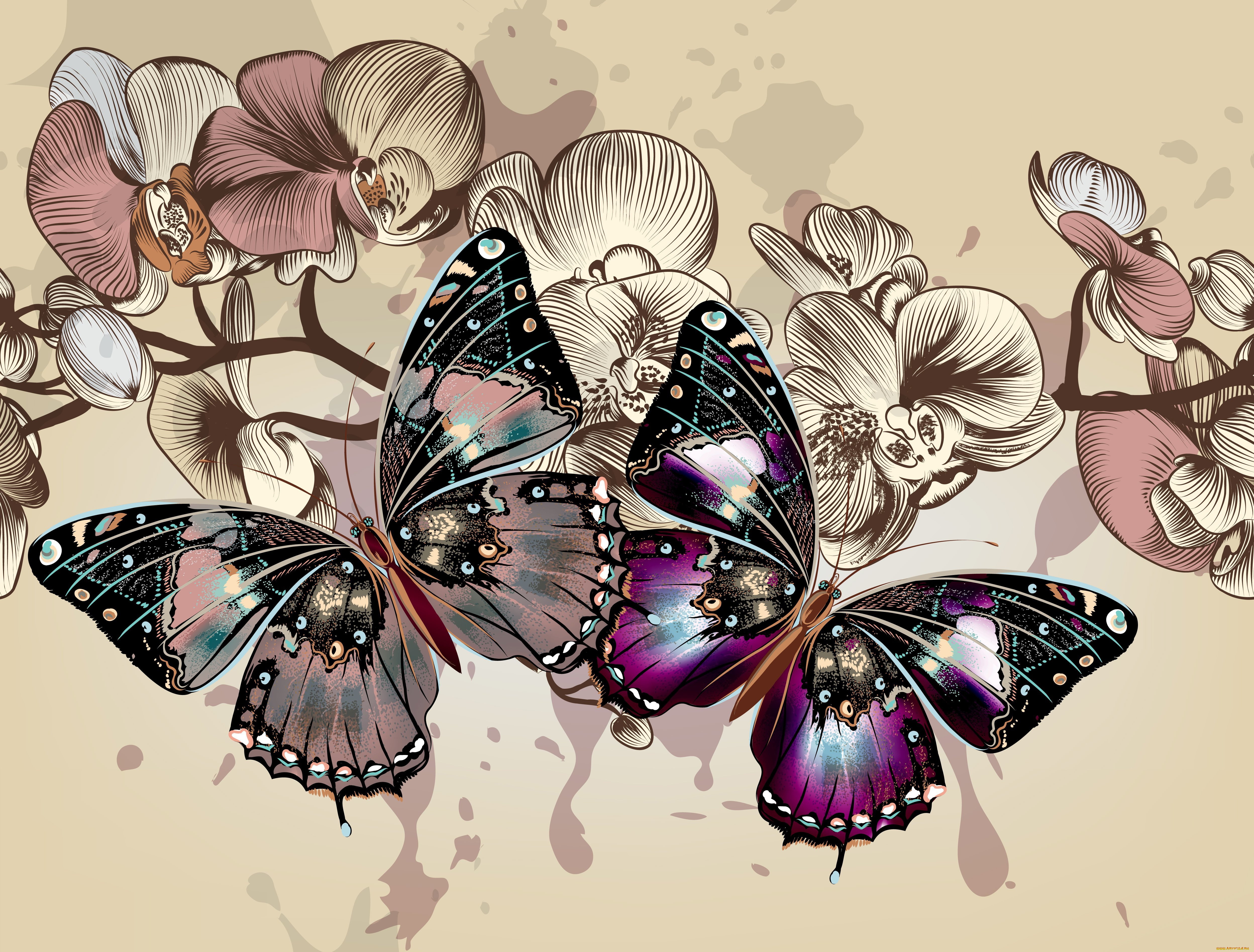 векторная, графика, животные, фон, орхидеи, цветы, цвета, крылья, бабочки