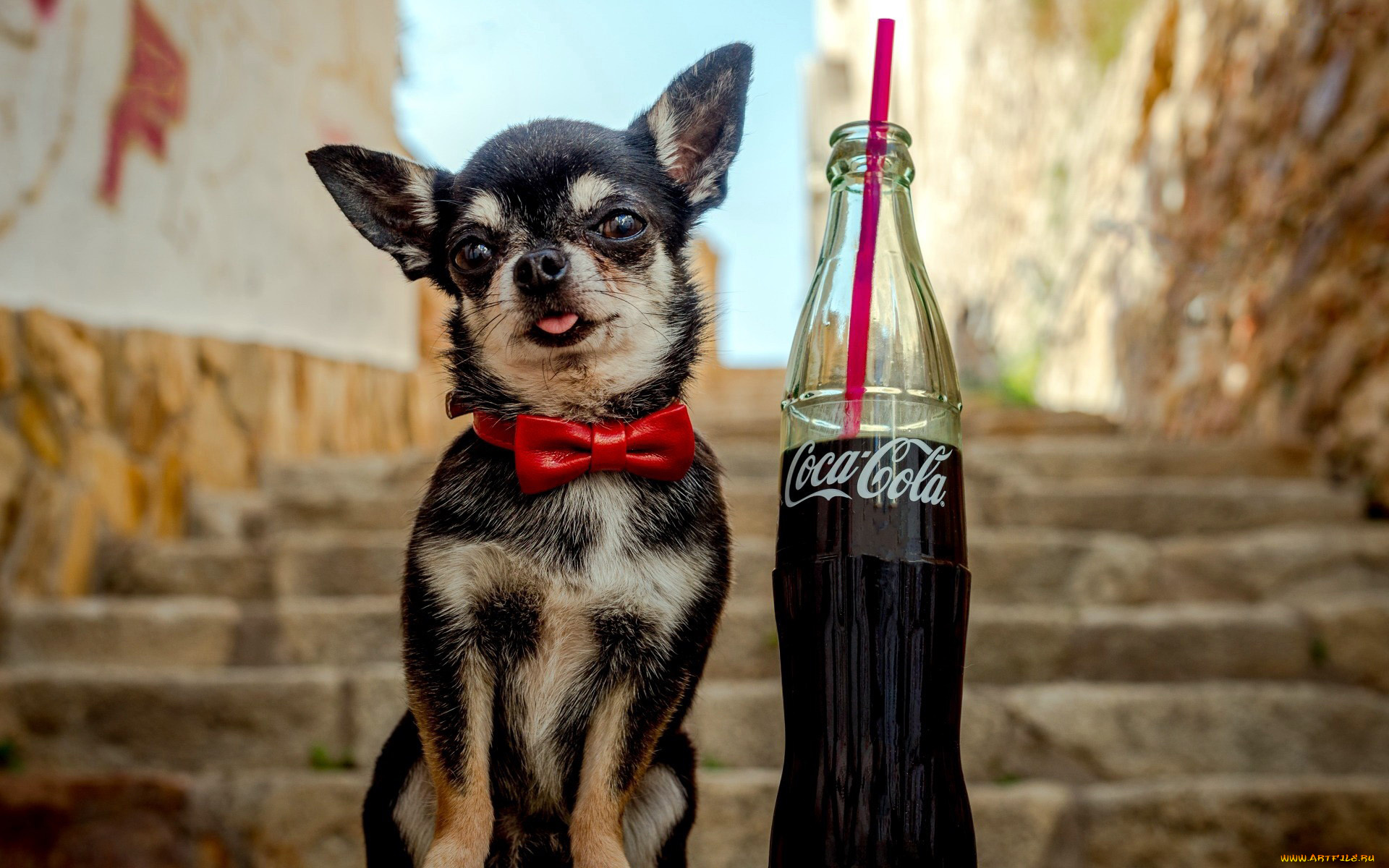 бренды, coca-cola, напиток, собачка