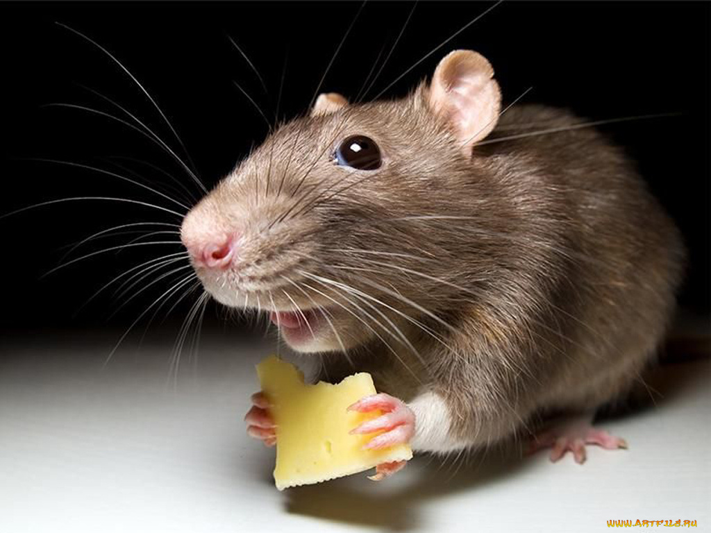 животные, крысы, мыши