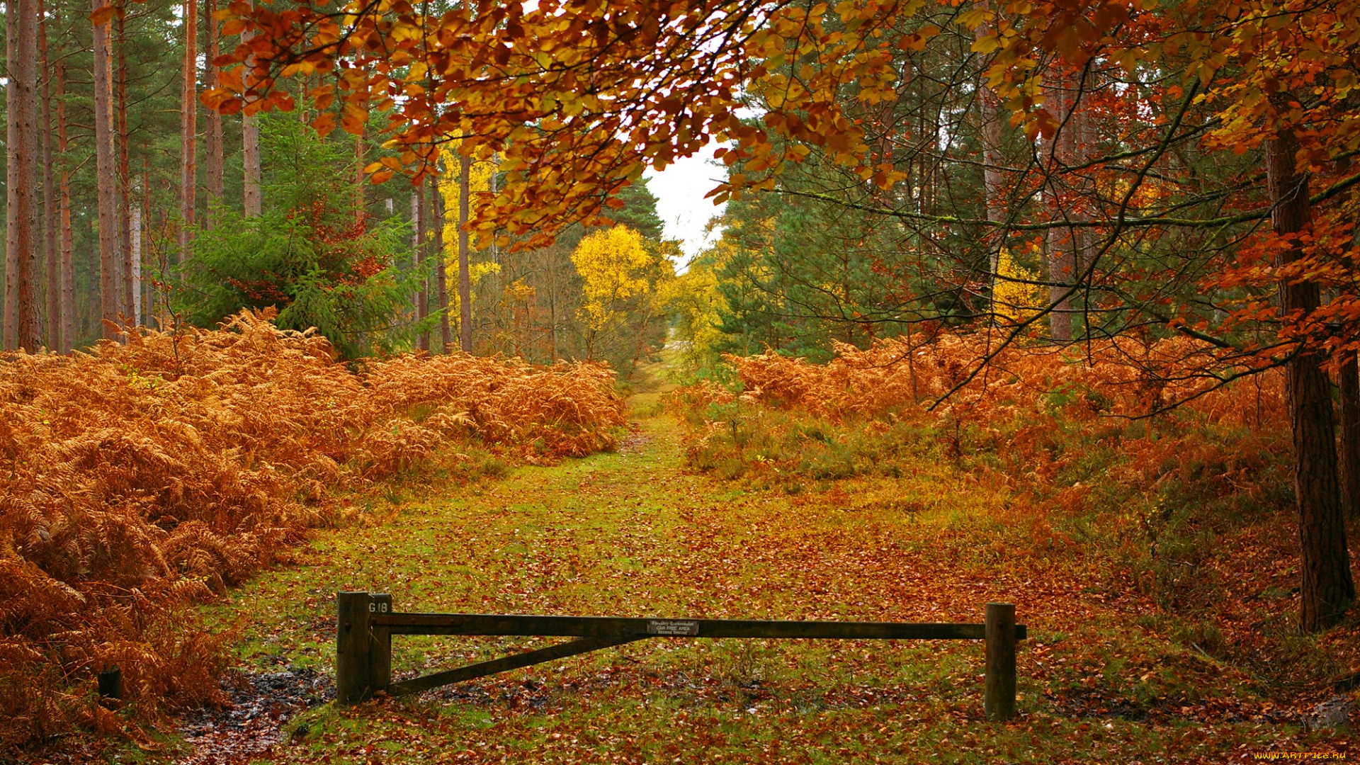 природа, лес, желтый, осень, листья, деревья