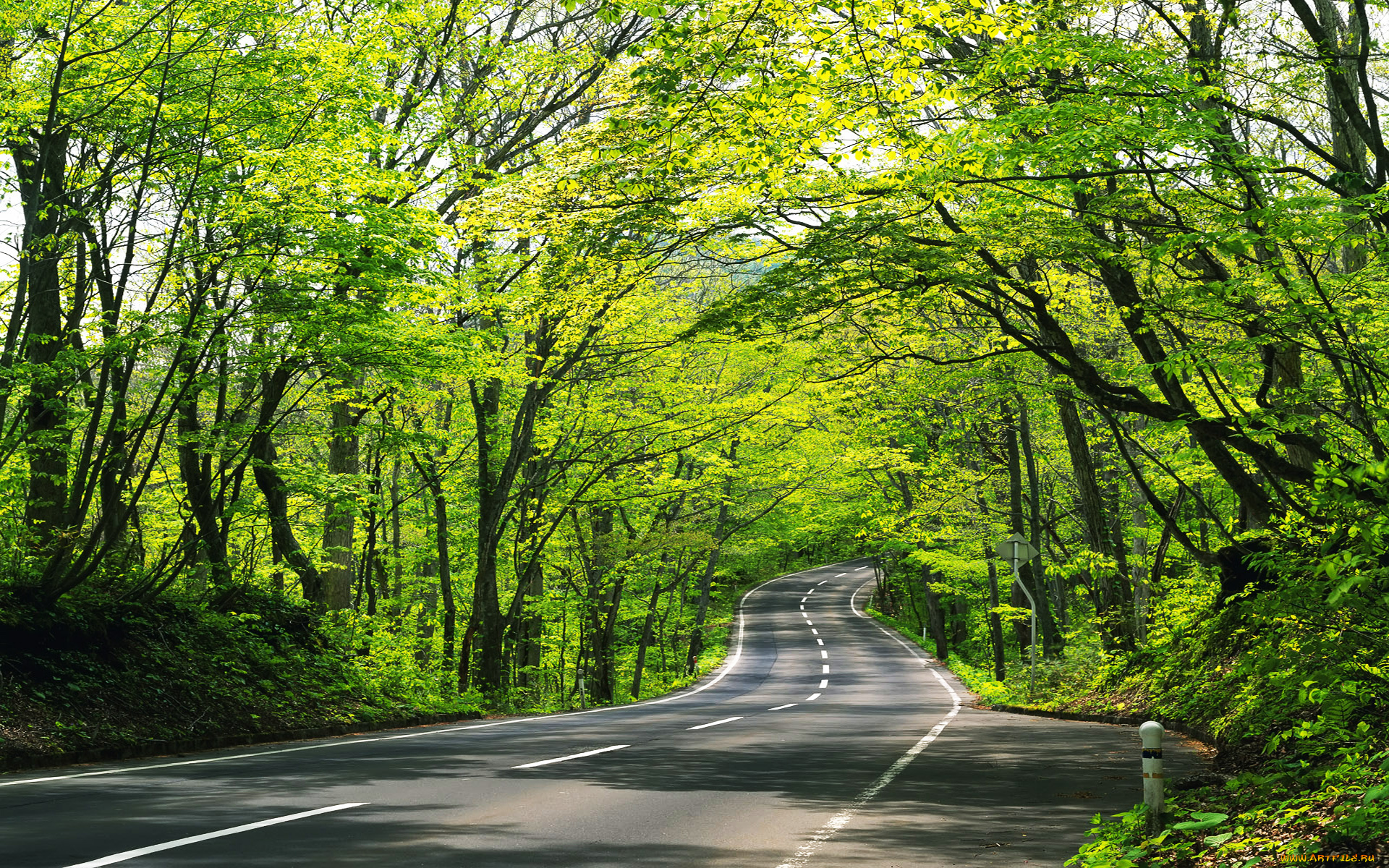 Road tree. Дорога через лес. Природа. Природа дорога. Дорога зелень.