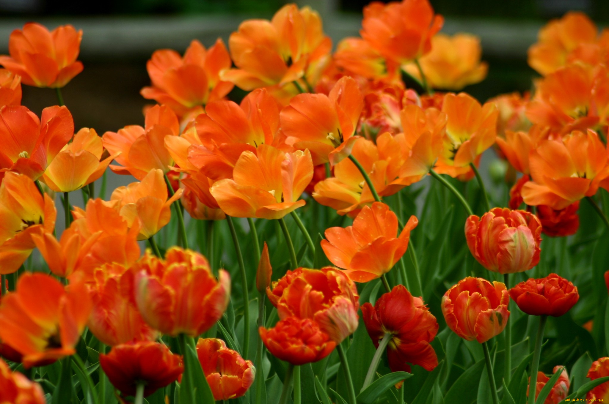 цветы, тюльпаны, много, оранжевый