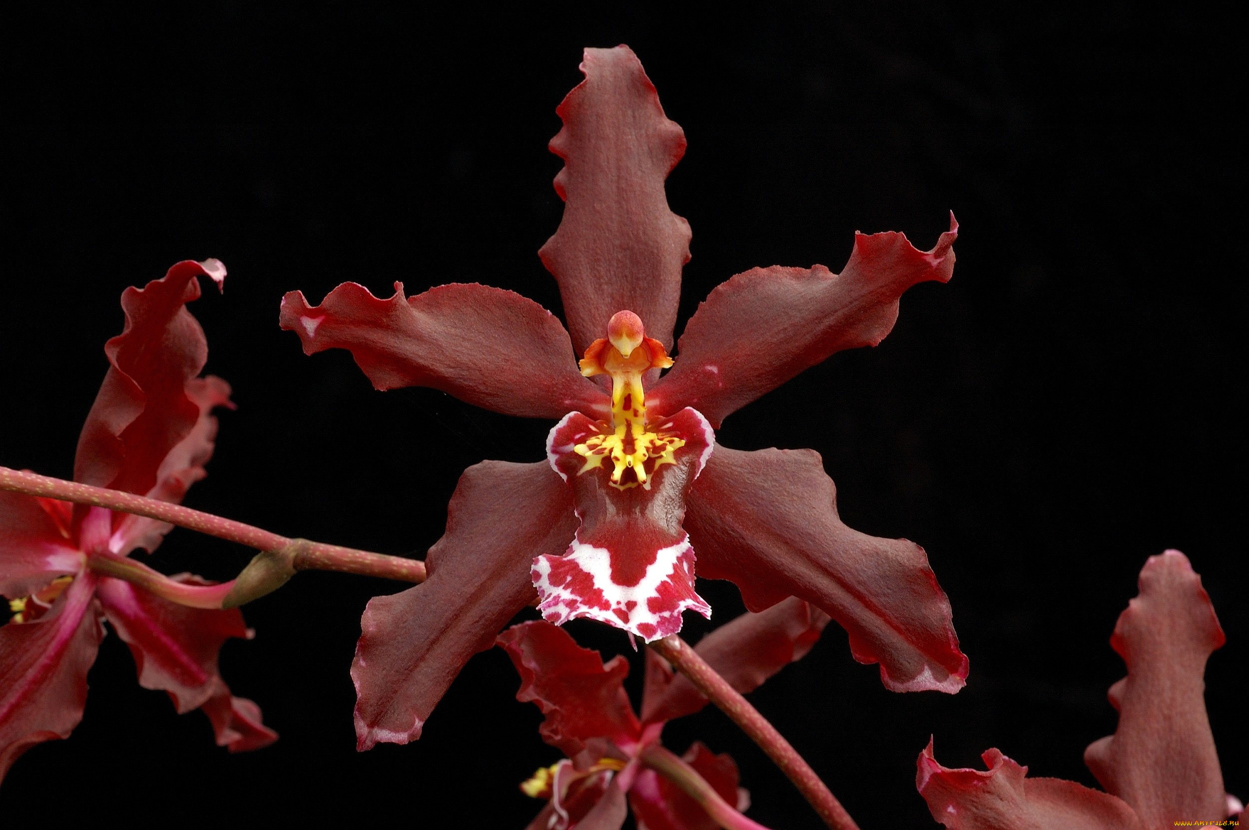 цветы, орхидеи, бордовый