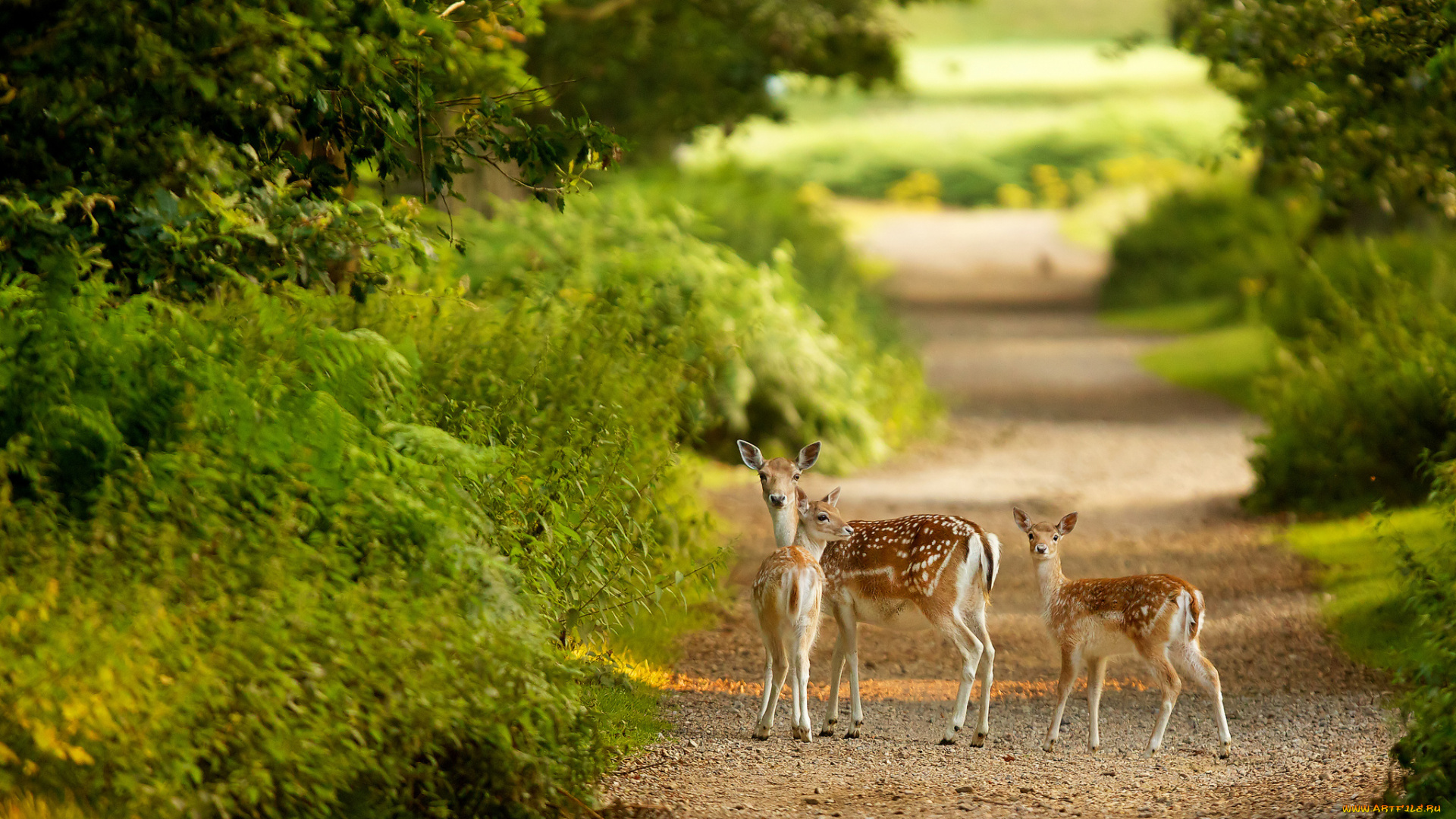 deer, животные, олени, лес, дорога