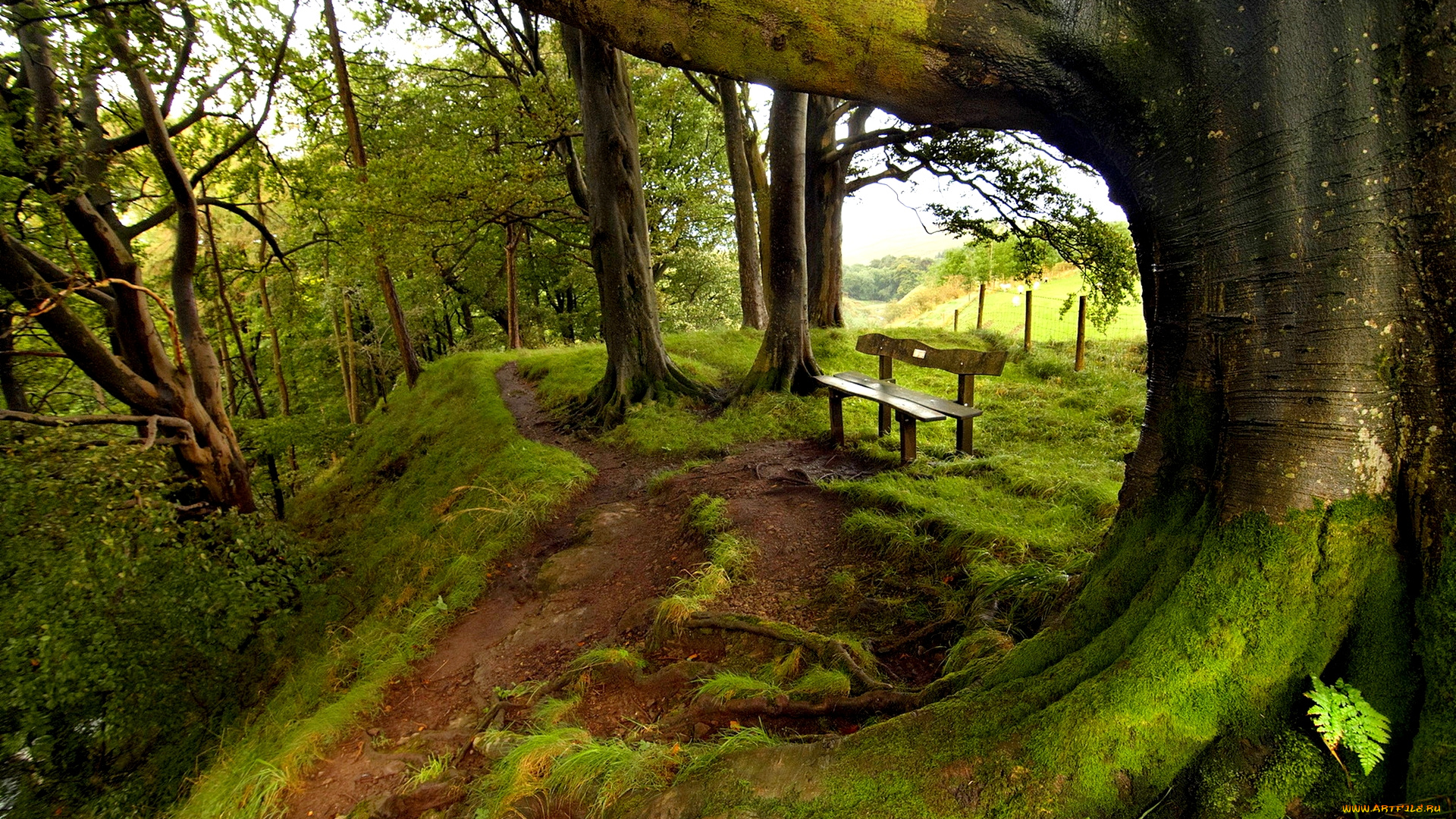 green, park, природа, парк, аллея, деревья, скамейка