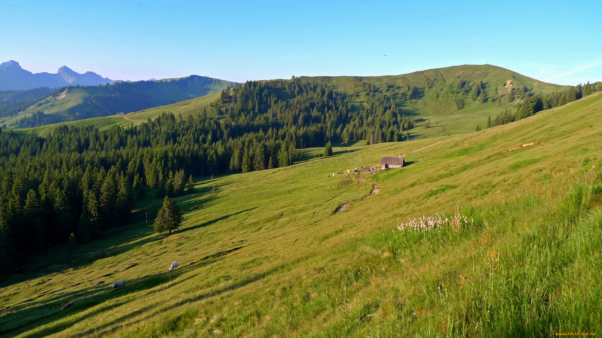 switzerland, природа, луга