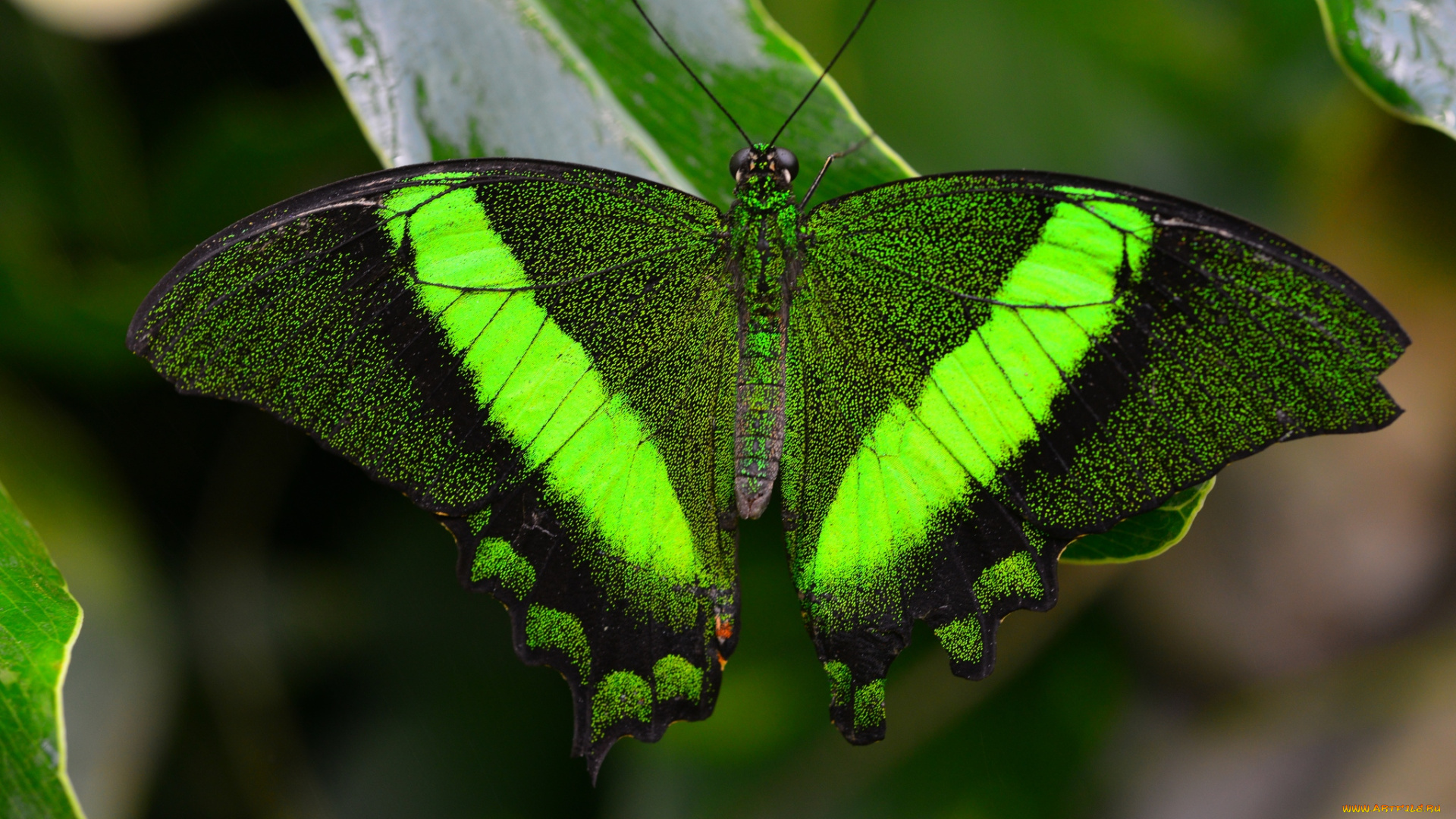 животные, бабочки, крылья, зеленый