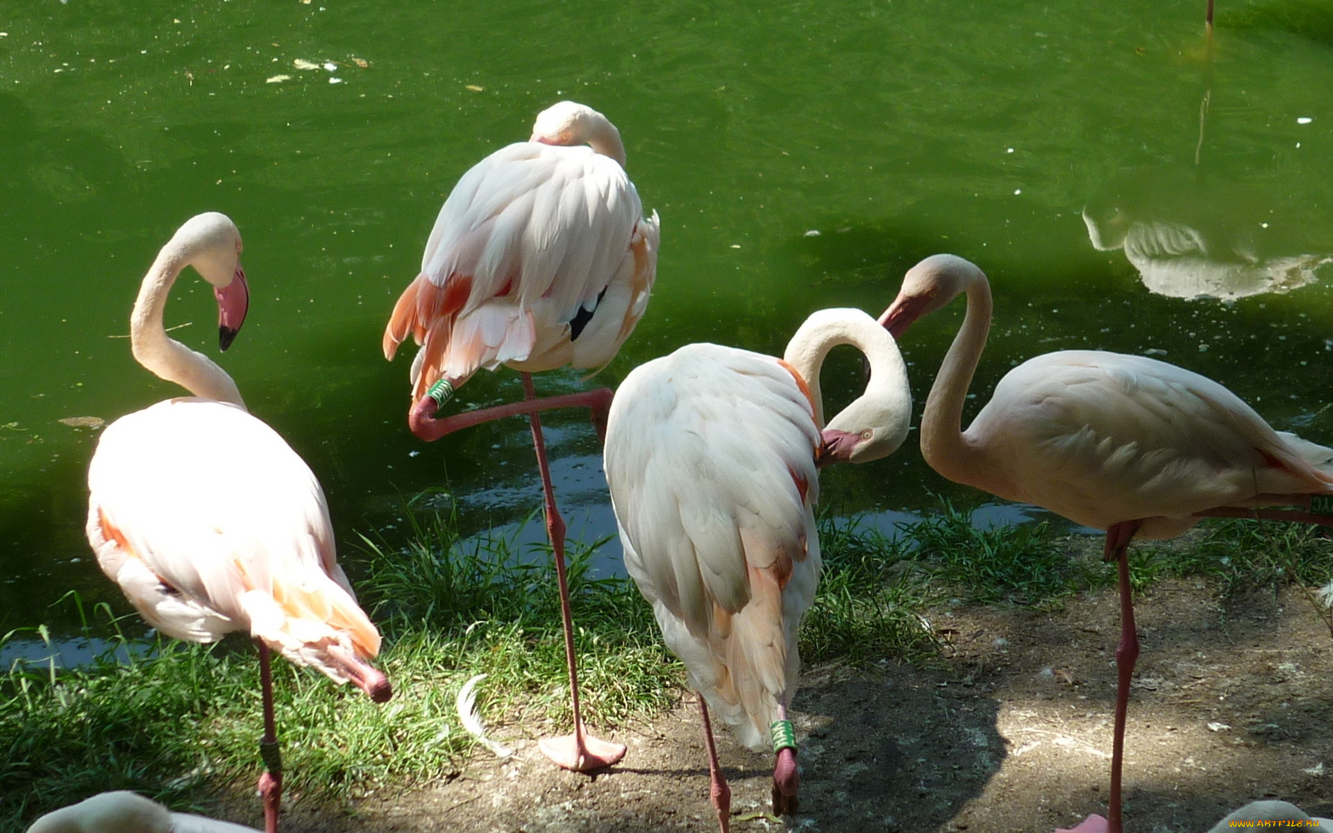 животные, фламинго, водоем, зоопарк