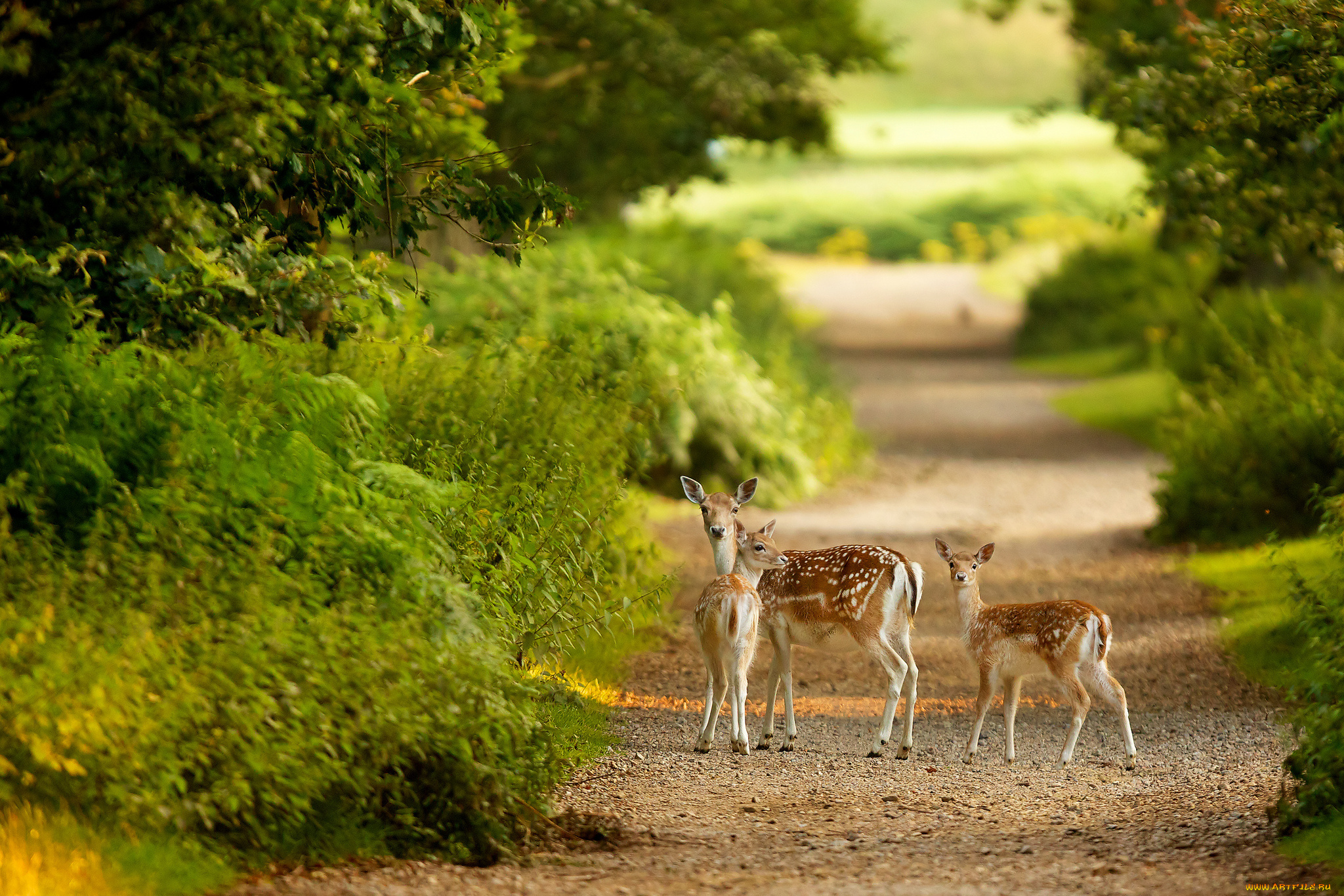 deer, животные, олени, лес, дорога